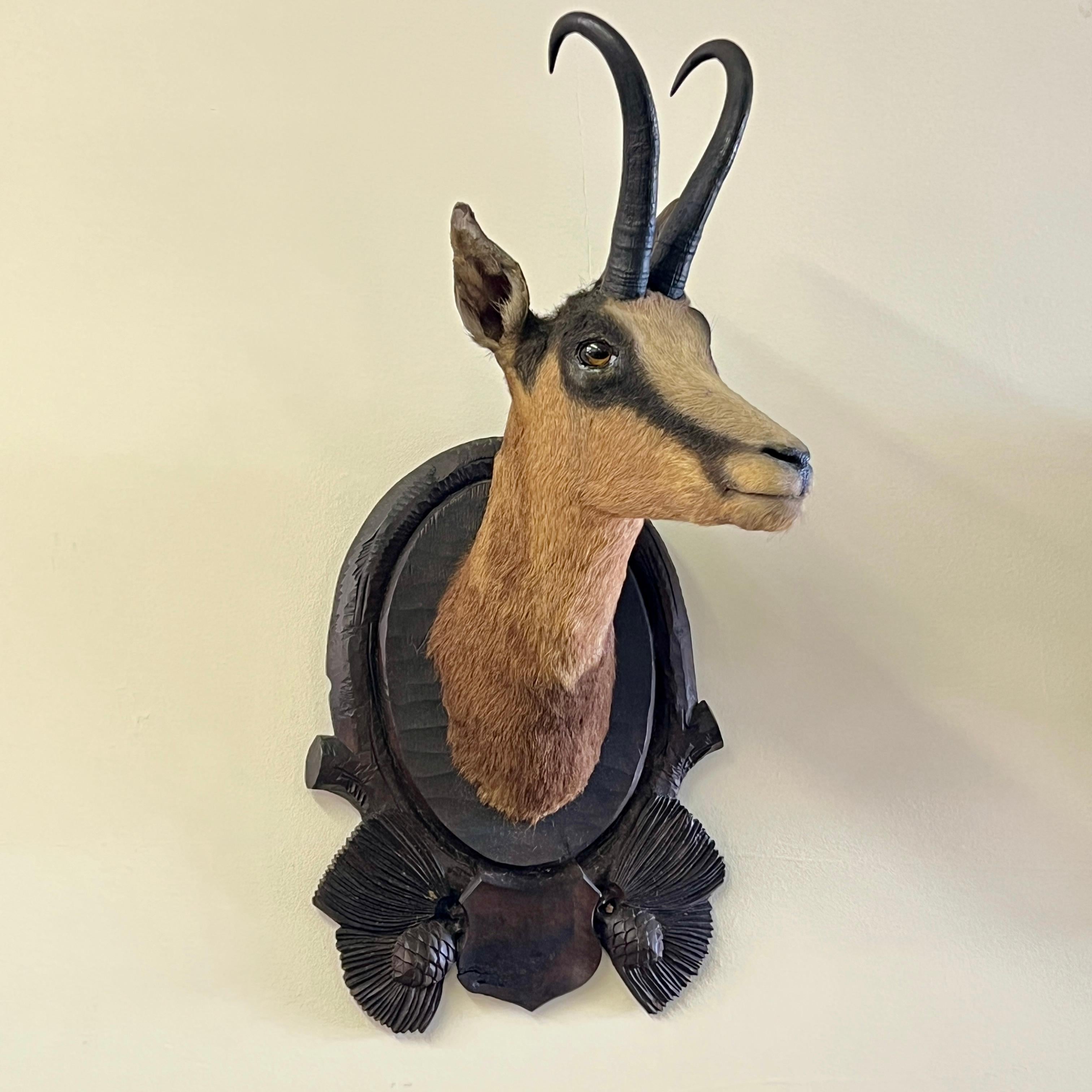 20th Century Pair Of Large Mounted Black Forest Chamois Taxidermy For Sale