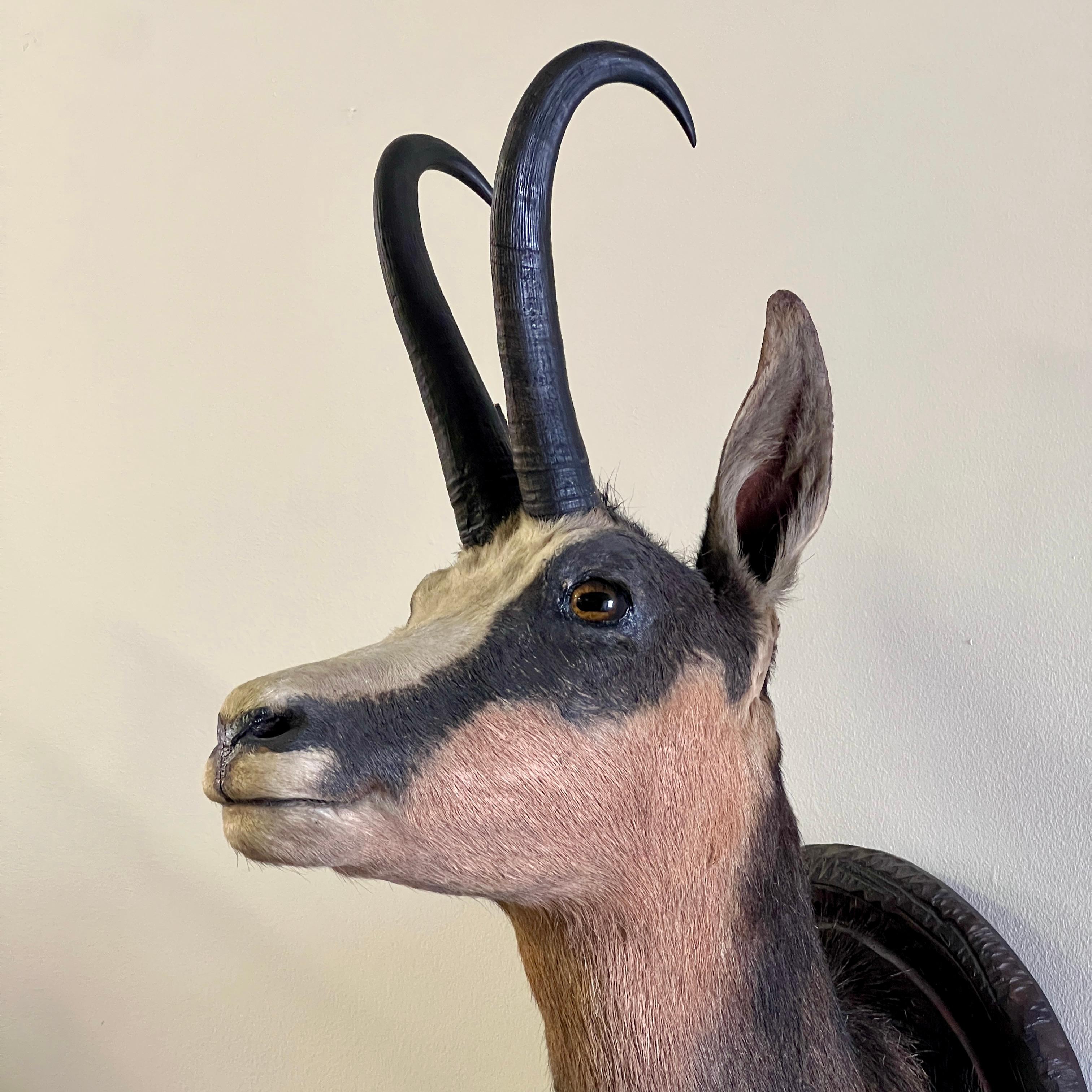 Wood Pair Of Large Mounted Black Forest Chamois Taxidermy For Sale
