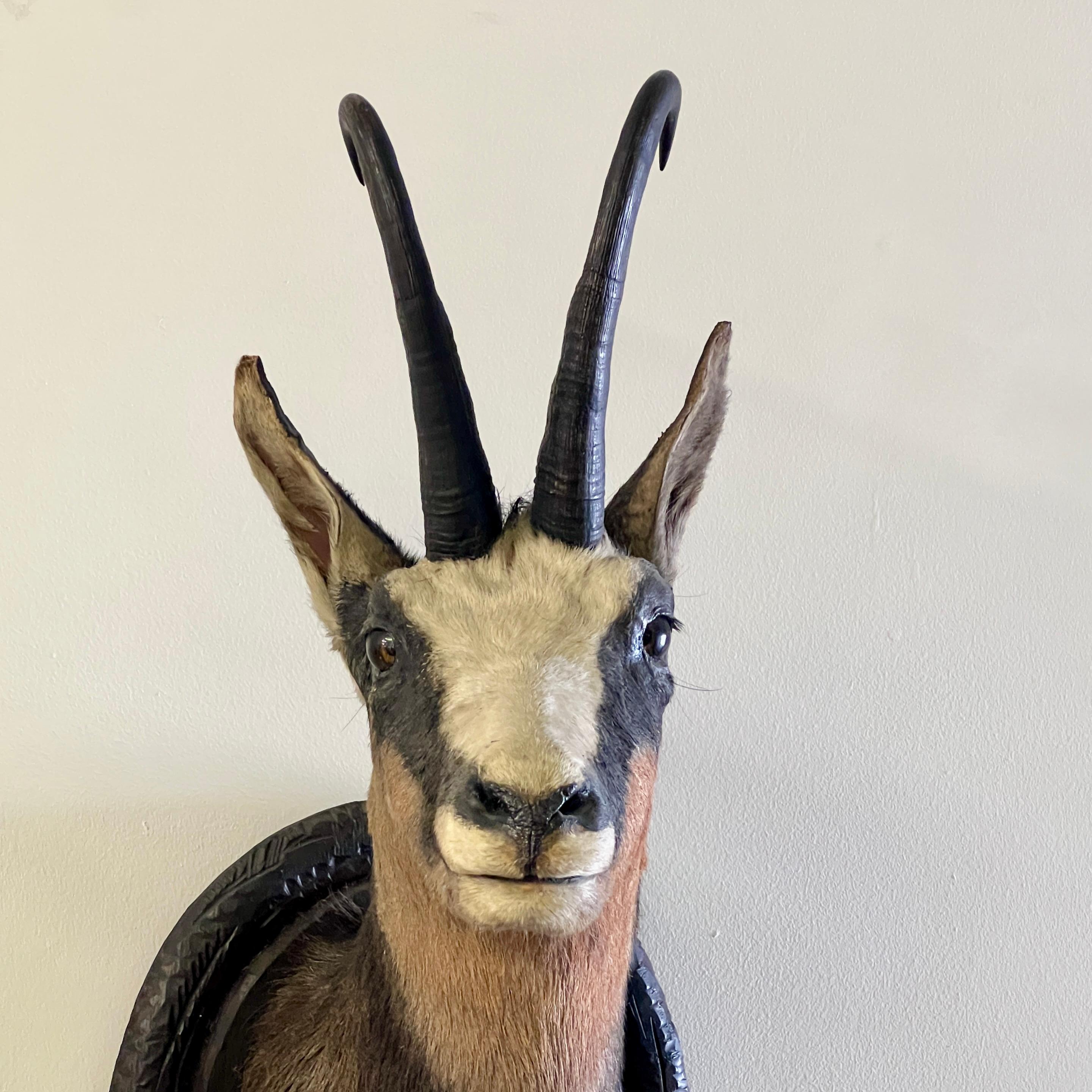 Pair Of Large Mounted Black Forest Chamois Taxidermy For Sale 2
