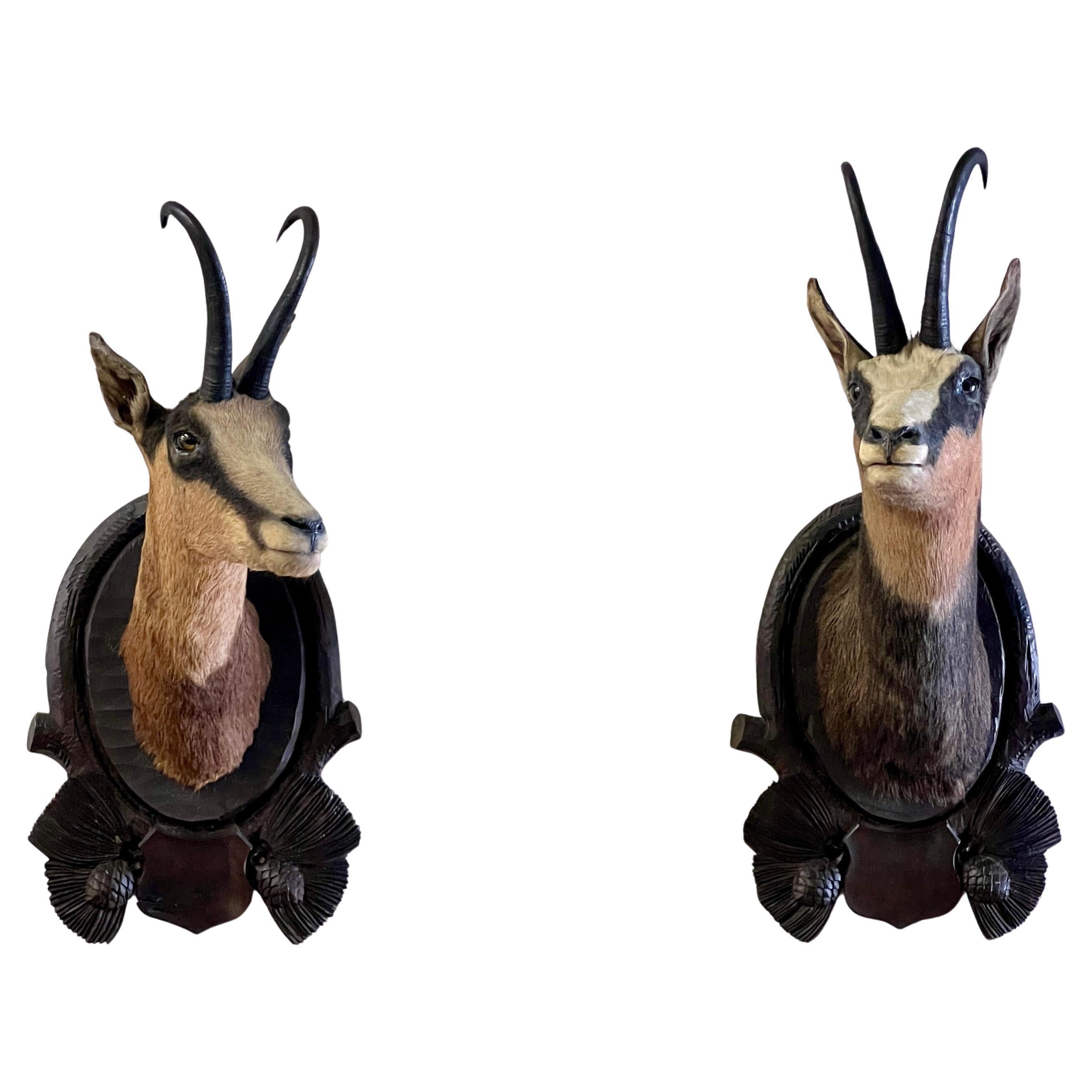 Pair Of Large Mounted Black Forest Chamois Taxidermy For Sale