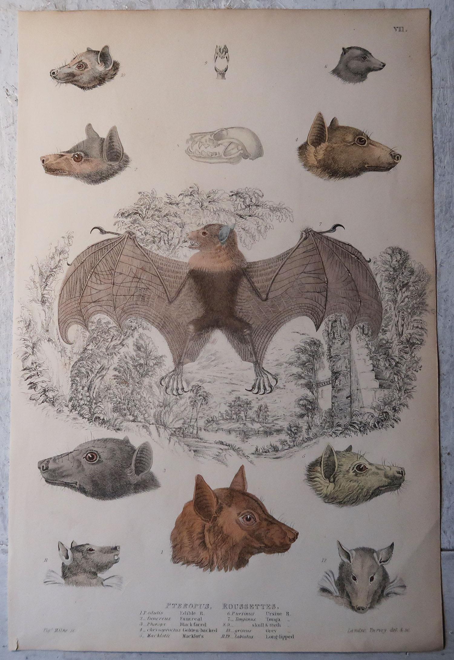 Great images of bats

Unframed. It gives you the option of perhaps making a set up using your own choice of frames.

Lithograph after Cpt. Brown, Gilpin and Edwards with original hand color.

Published circa 1835

Free shipping.




