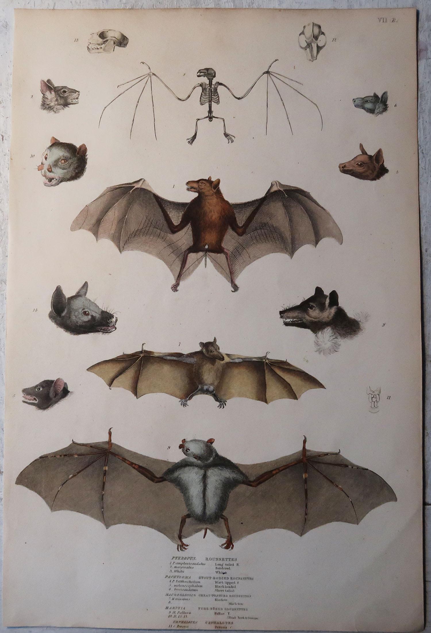 Folk Art Set of 4 Large Original Antique Natural History Prints, Bats, circa 1835