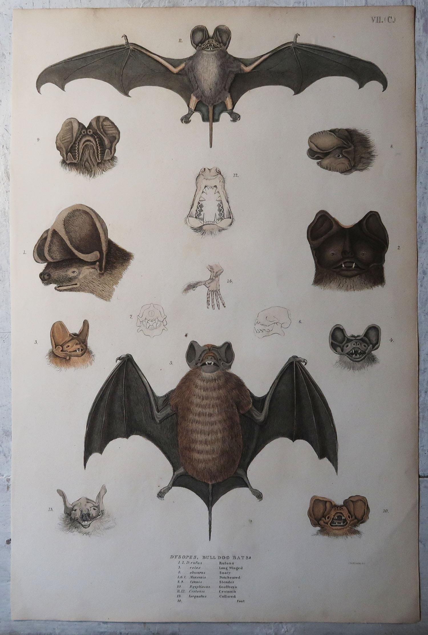 English Set of 4 Large Original Antique Natural History Prints, Bats, circa 1835