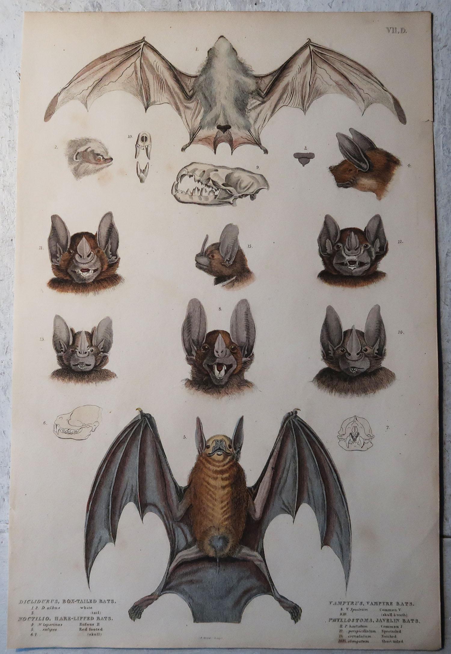 Other Set of 4 Large Original Antique Natural History Prints, Bats, circa 1835
