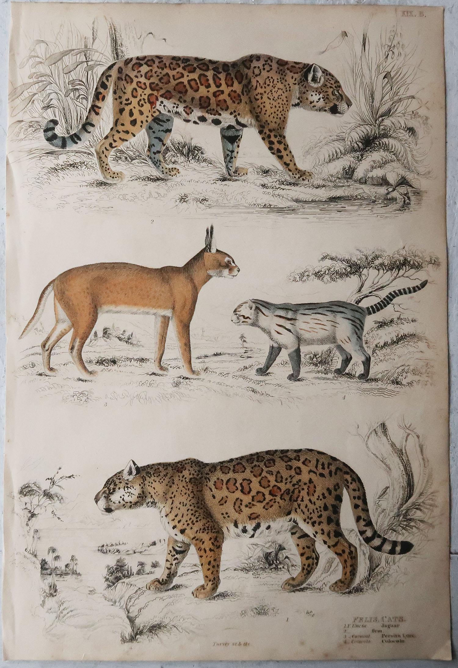 Folk Art Pair of Large Original Antique Natural History Prints, Cats, circa 1835