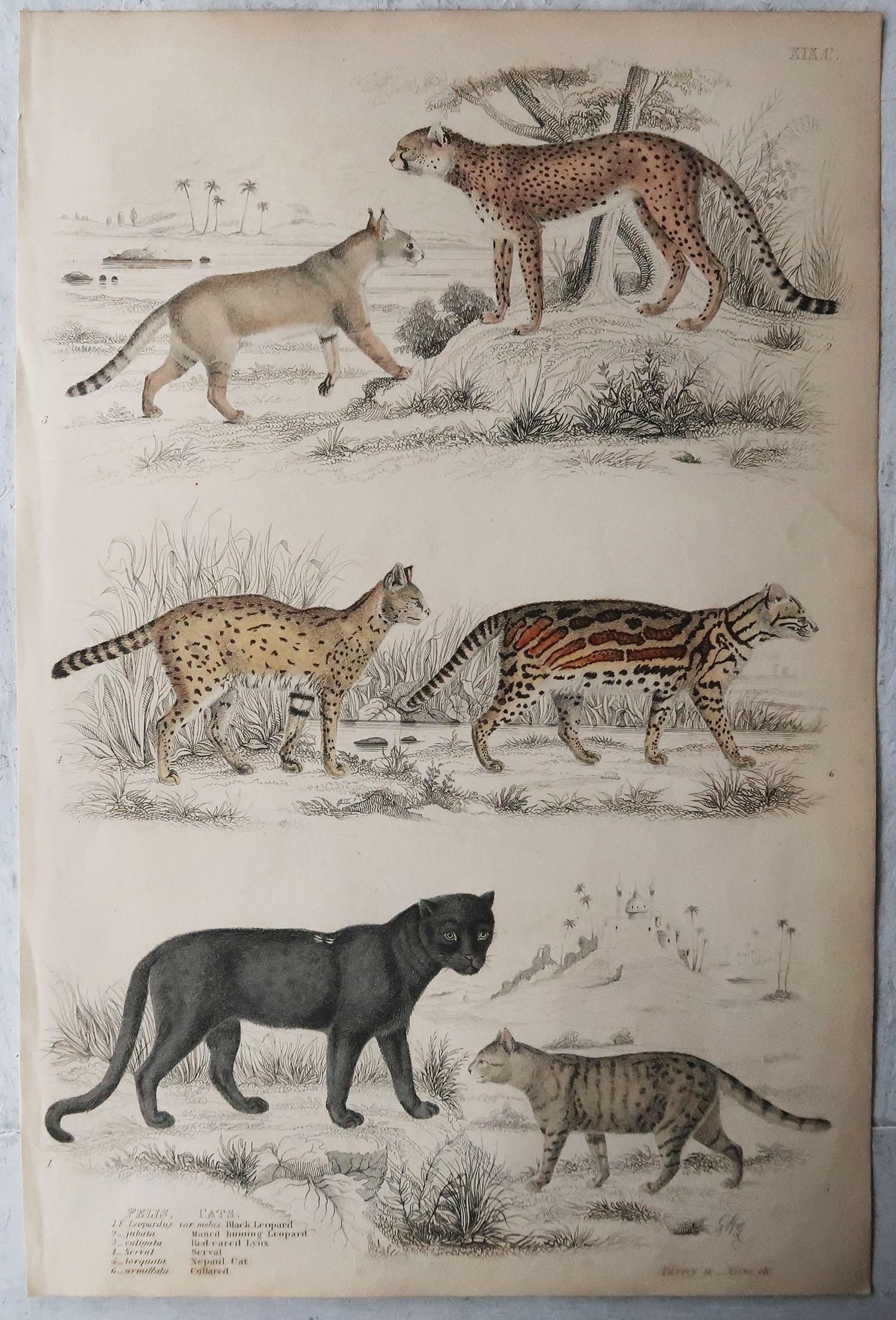 English Pair of Large Original Antique Natural History Prints, Cats, circa 1835