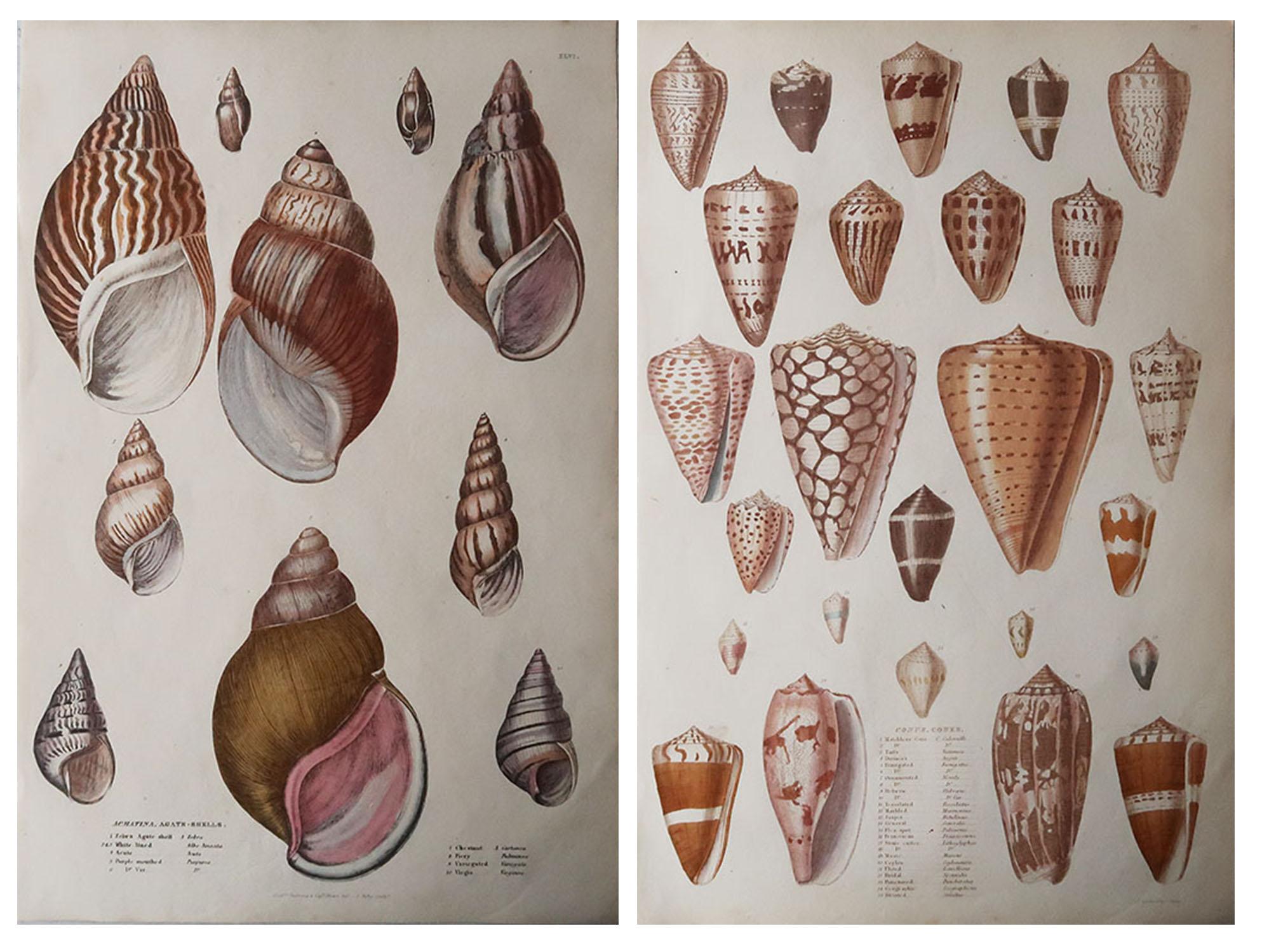 Great images of shells

Unframed. It gives you the option of perhaps making a set up using your own choice of frames.

Lithograph after Cpt. Brown, Gilpin and Edwards with original hand color.

Published circa 1835

Free shipping.




