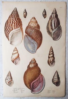 Pair of Large Original Antique Natural History Prints, Shells, circa 1835