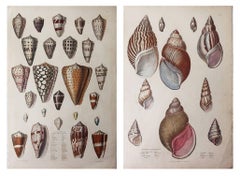 Pair of Large Original Antique Natural History Prints, Shells, circa 1835