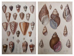 Pair of Large Original Antique Natural History Prints, Shells, circa 1835
