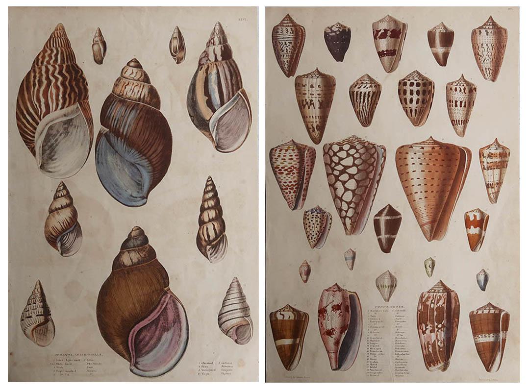 Pair of Large Original Antique Natural History Prints