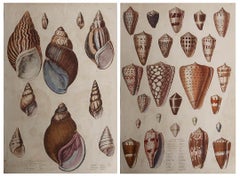 Pair of Large Original Antique Natural History Prints, Shells, circa 1835