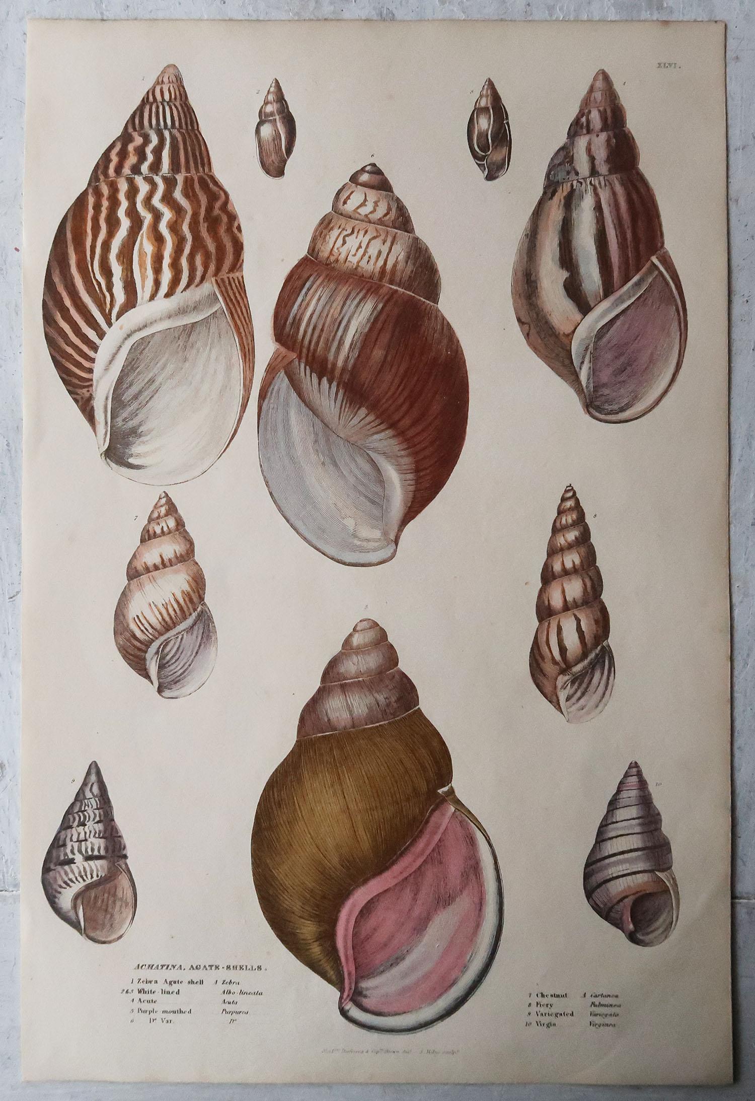 Folk Art Pair of Large Original Antique Natural History Prints, Shells, circa 1835