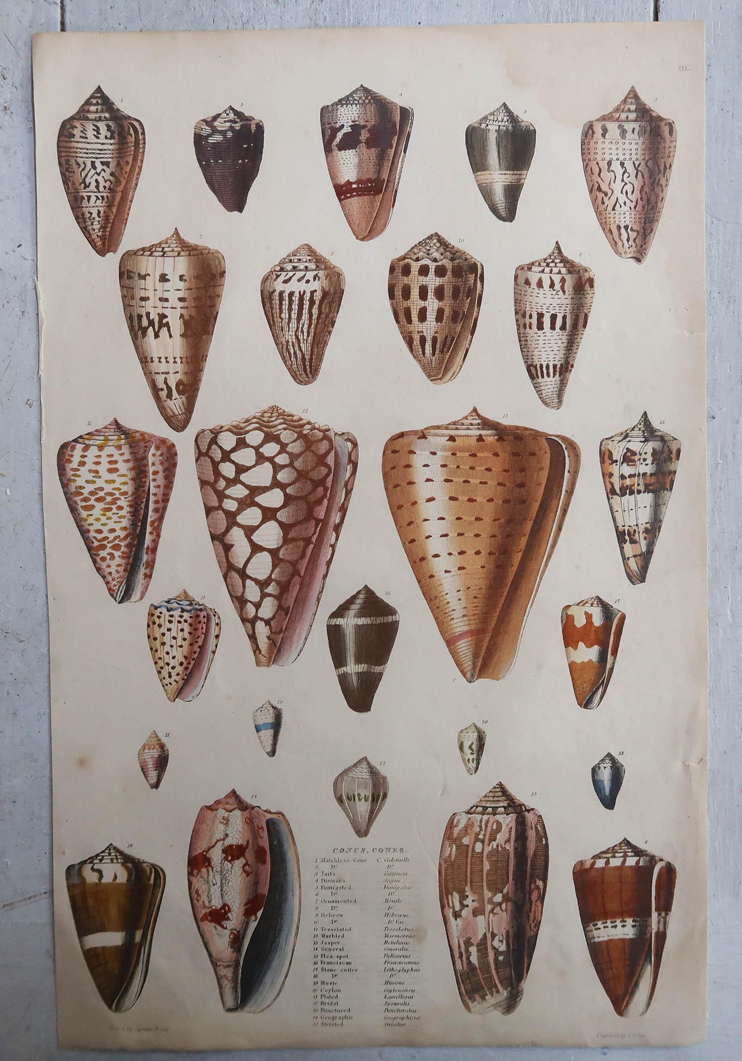 Folk Art Pair of Large Original Antique Natural History Prints, Shells, circa 1835 For Sale