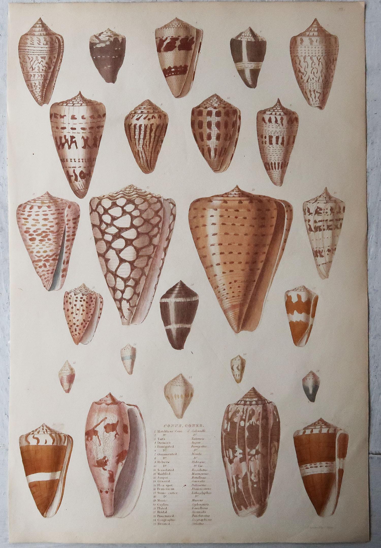 English Pair of Large Original Antique Natural History Prints, Shells, circa 1835