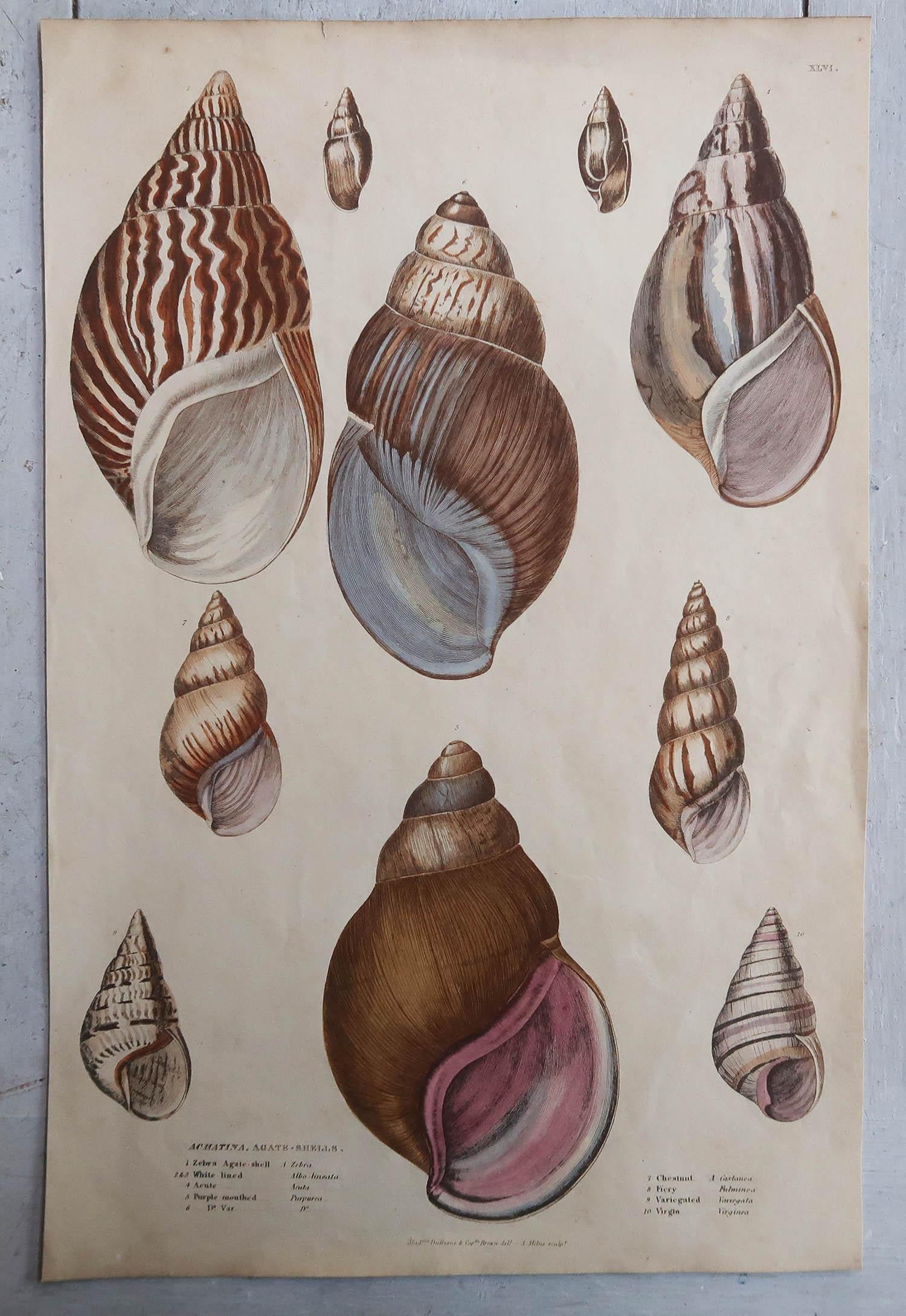 English Pair of Large Original Antique Natural History Prints, Shells, circa 1835 For Sale