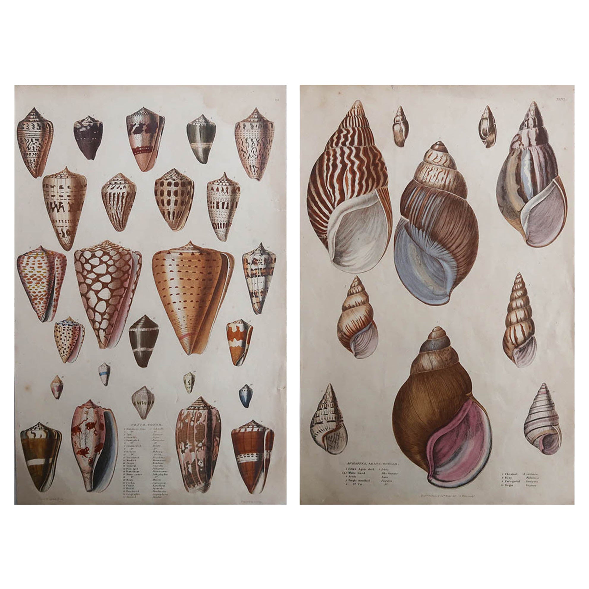 Pair of Large Original Antique Natural History Prints, Shells, circa 1835