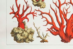 Pair of Large Prints of Corals and Starfish in Faux Bamboo Frame, Albertus Seba