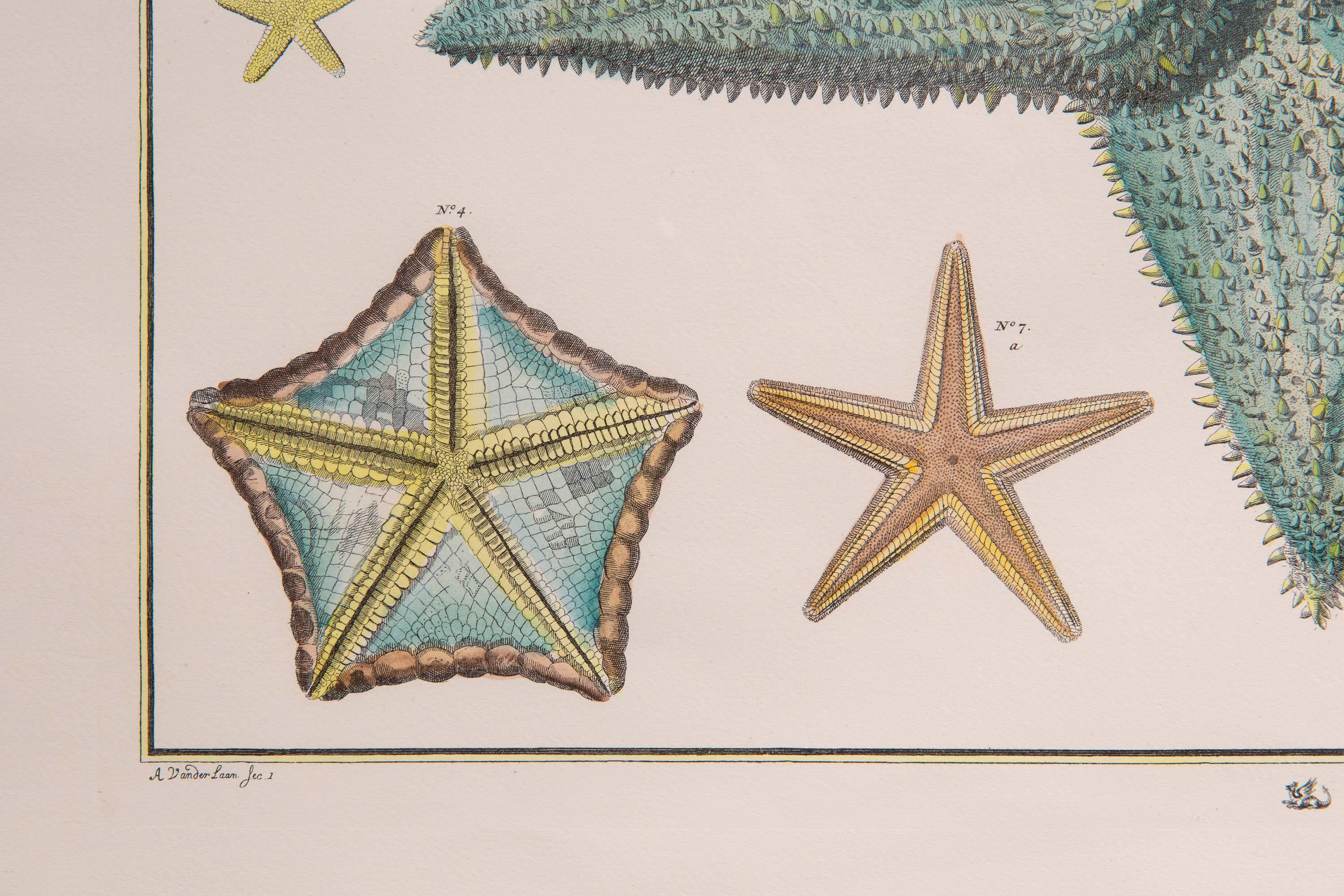 20ième siècle Paire de grandes estampes de corail et d'étoiles de mer d'après Albertus Seba en vente