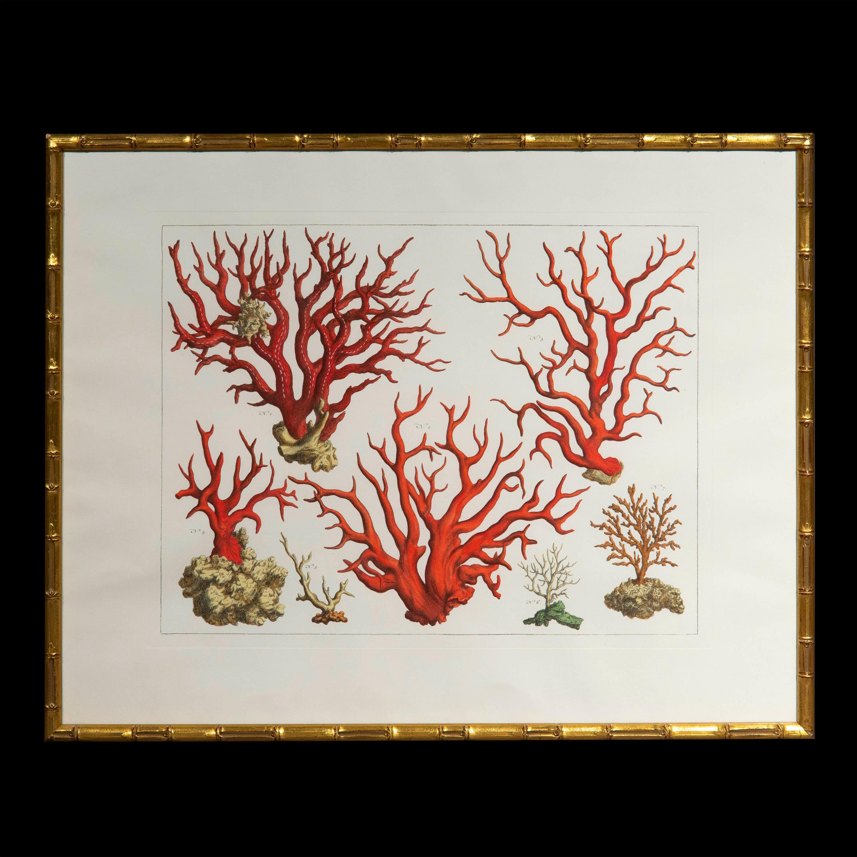 Paire de grandes estampes de corail et d'étoiles de mer d'après Albertus Seba en vente 1