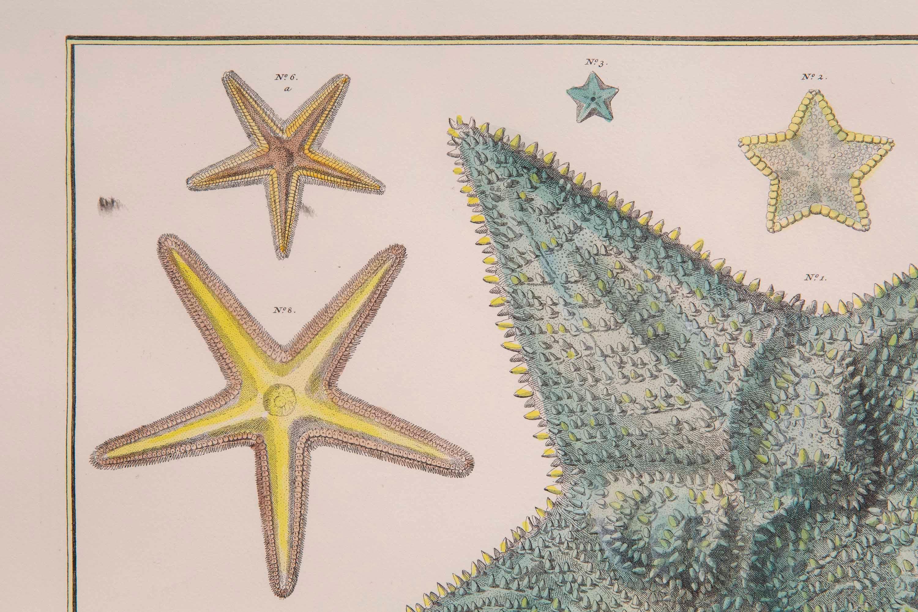 Paire de grandes estampes de corail et d'étoiles de mer d'après Albertus Seba en vente 2