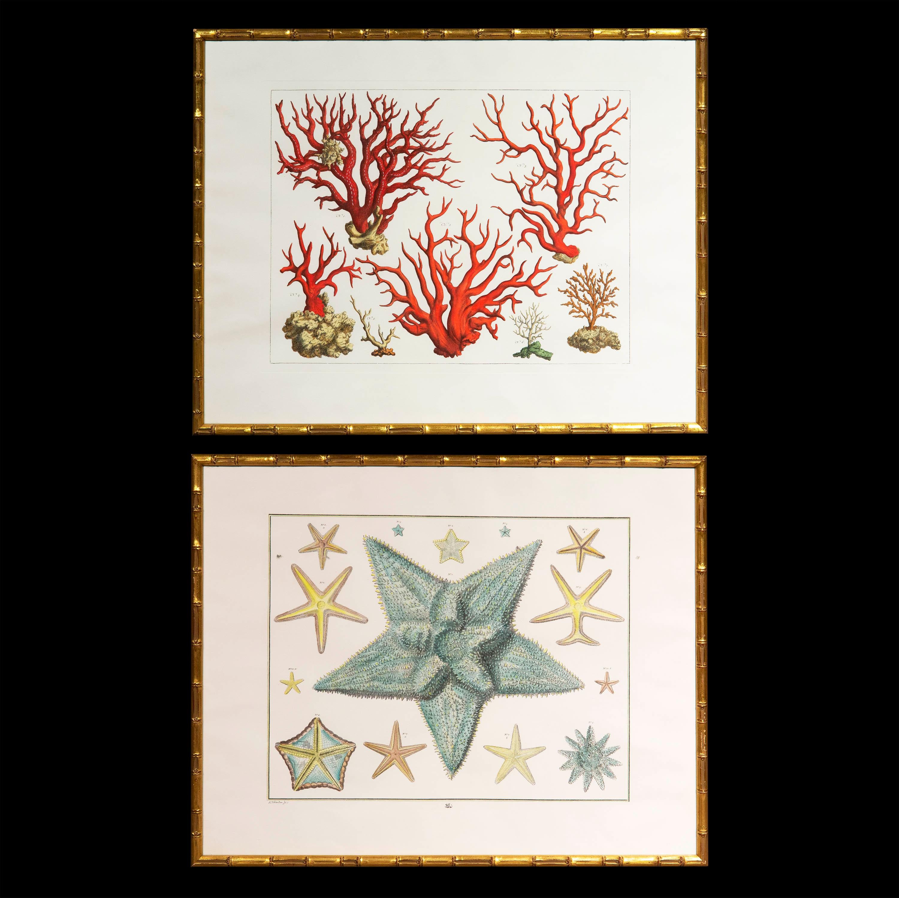 Paire de grandes estampes de corail et d'étoiles de mer d'après Albertus Seba en vente 3