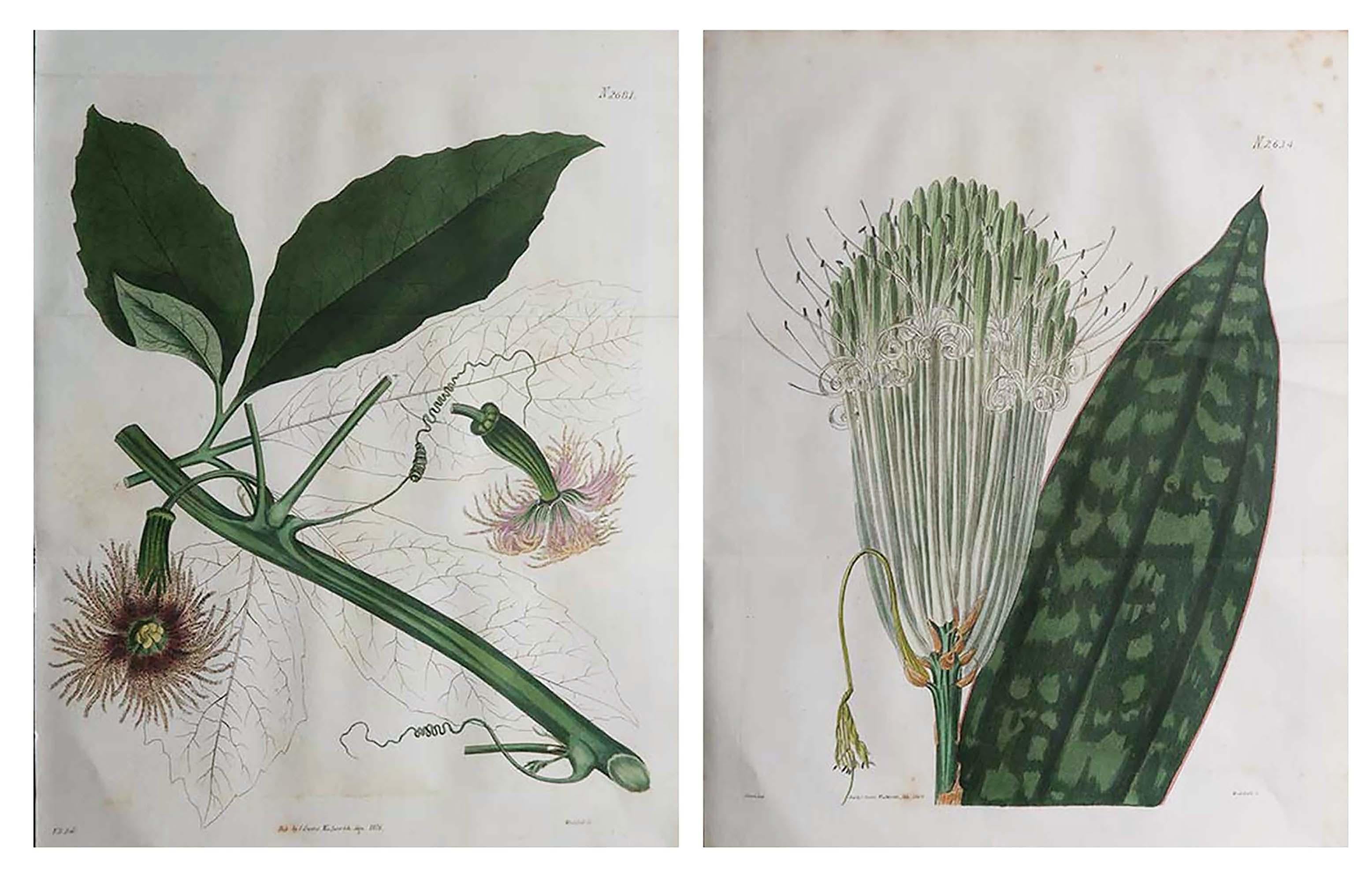 
Merveilleuse paire d'imprimés botaniques

Lithographies d'après des dessins de Curtis 

Couleur originale à la main

Publié par S.Curtis. Daté de 1826

Non encadré.

Expédition gratuite





