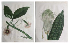 Pair of Large Scale Original Antique Botanical Prints. Curtis. Dated 1826