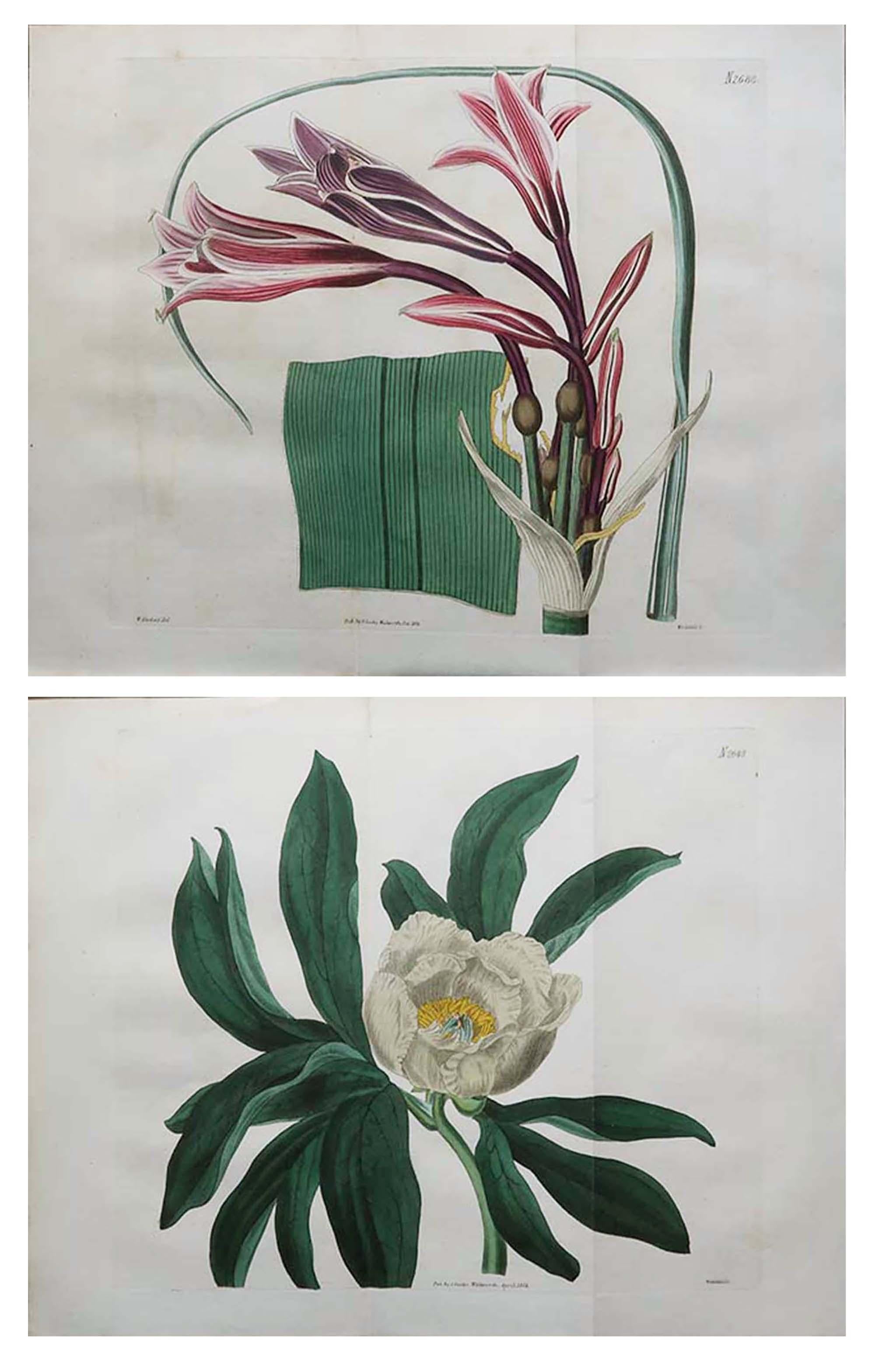 
Merveilleuse paire d'imprimés botaniques

Lithographies d'après les dessins de W.Herbert

Couleur originale à la main

Publié par S.Curtis. Daté de 1826

Non encadré.

Expédition gratuite





