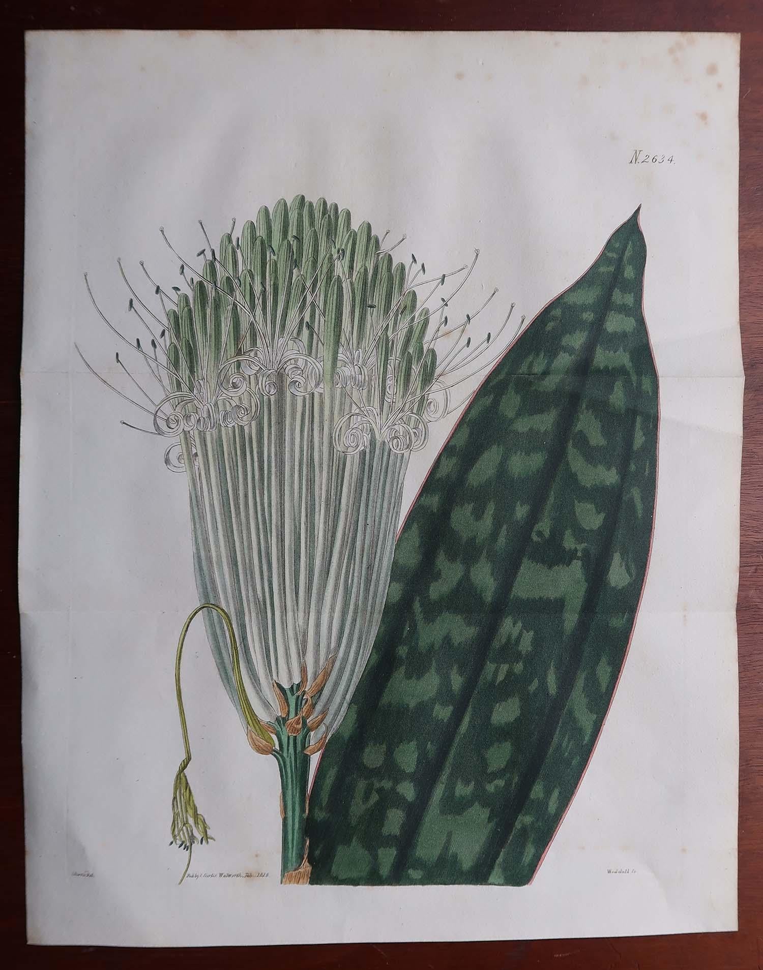 Georgien Paire d'estampes botaniques anciennes originales à grande échelle. Curtis. Daté de 1826 en vente