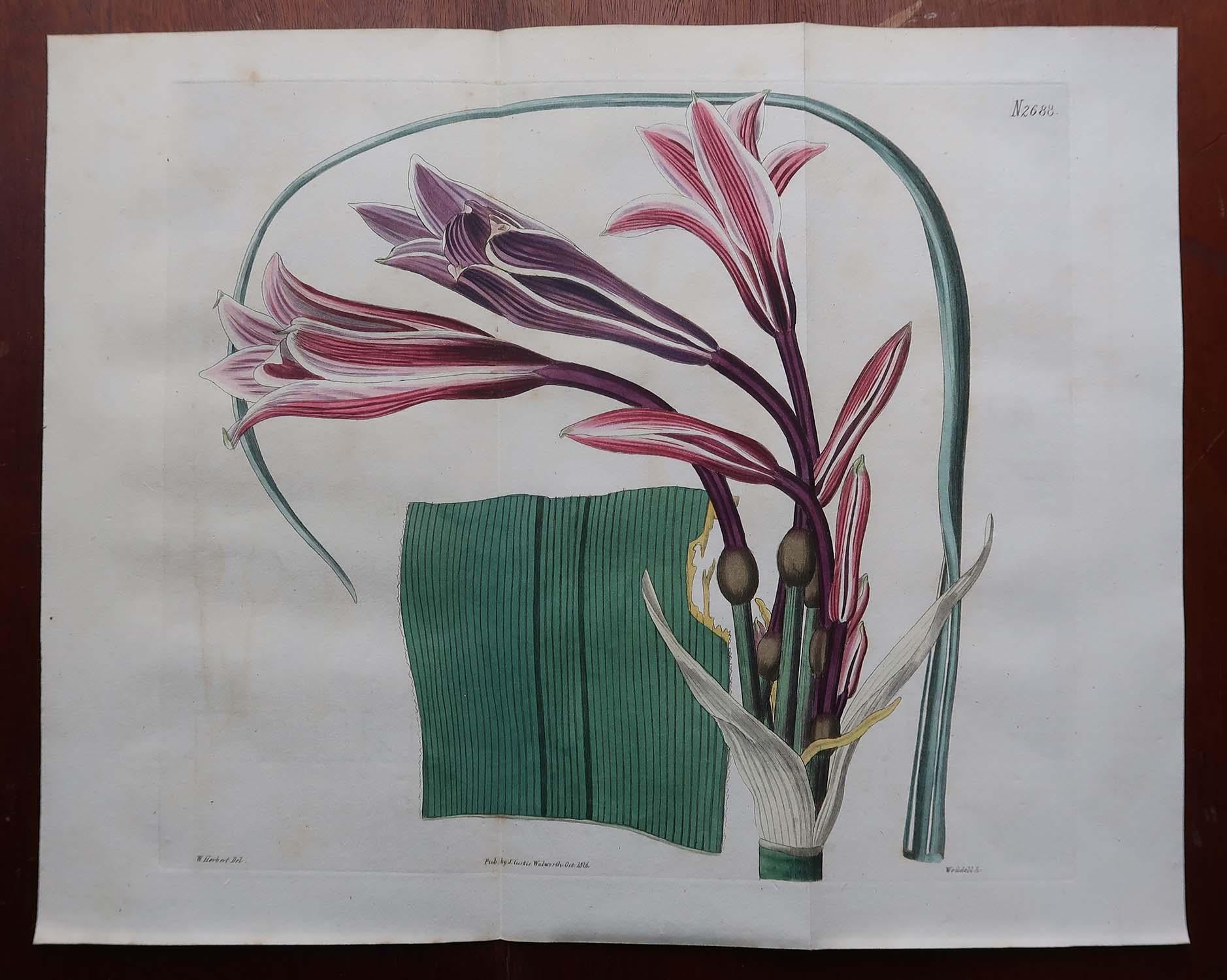 Georgien Paire d'estampes botaniques anciennes originales à grande échelle. Curtis. Daté de 1826 en vente