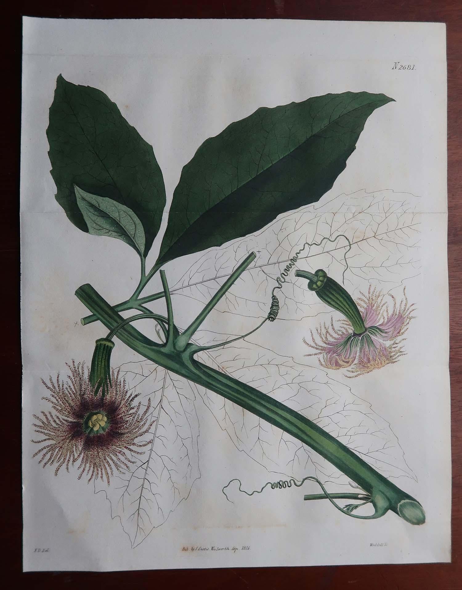 Anglais Paire d'estampes botaniques anciennes originales à grande échelle. Curtis. Daté de 1826 en vente