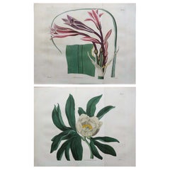 Pair of Large Scale Original Antique Botanical Prints. Curtis. Dated 1826