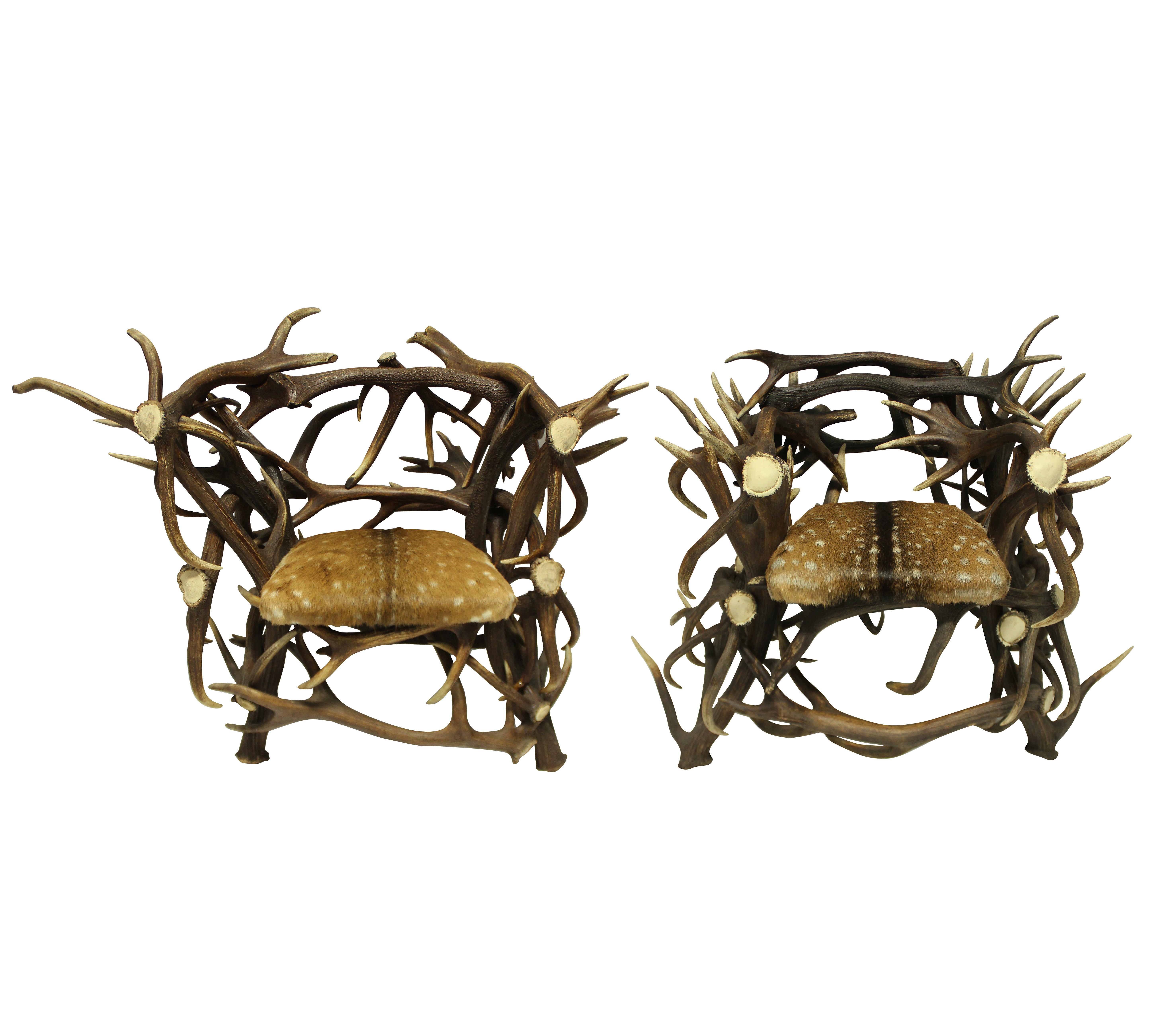 Pair of Large Scottish Antler Trophy Chairs 3