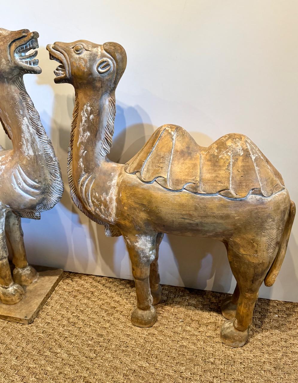 Il s'agit d'une paire très inhabituelle de grands chameaux de Bactriane anciens en bois sculpté chinois. Les chameaux datent du 19ème siècle et sont dans le style de la dynastie Tang. Les chameaux conservent leur belle patine naturelle - ils ont