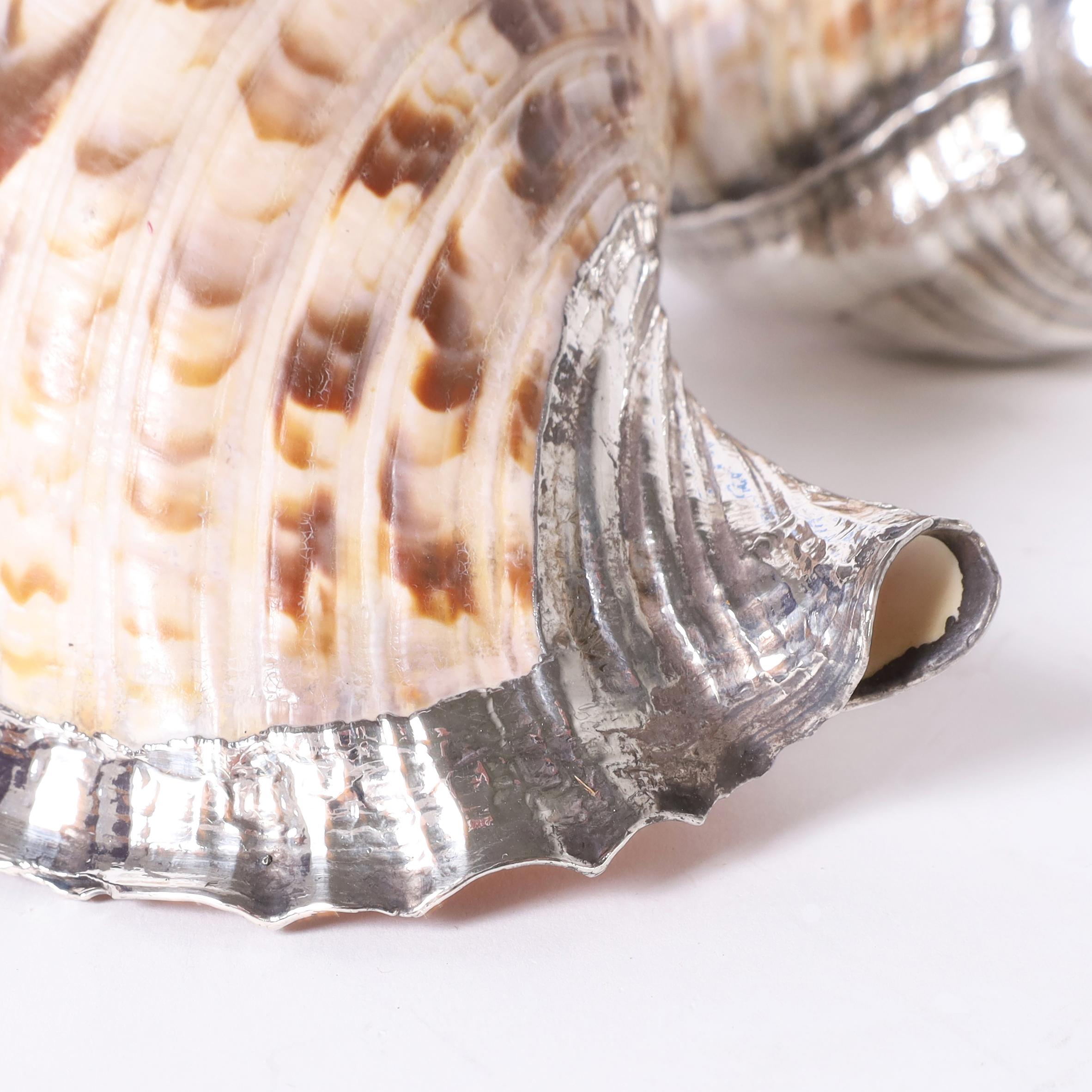 Italian Pair of Large Triton Seashells with Silver Plate, Priced Individually