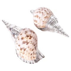 Pair of Large Triton Seashells with Silver Plate, Priced Individually