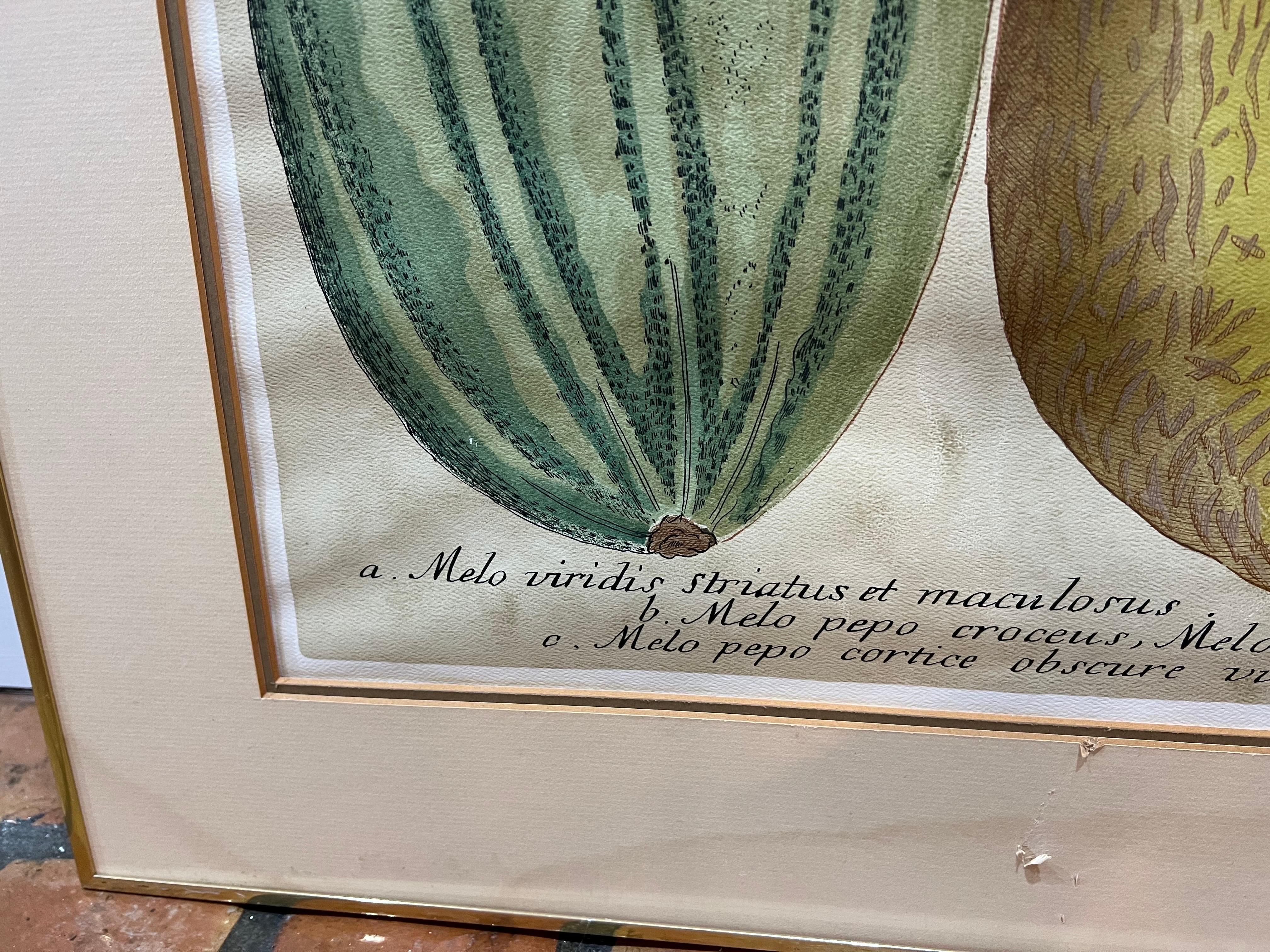 Pair of Large Vintage Botanical Prints of Melons 2