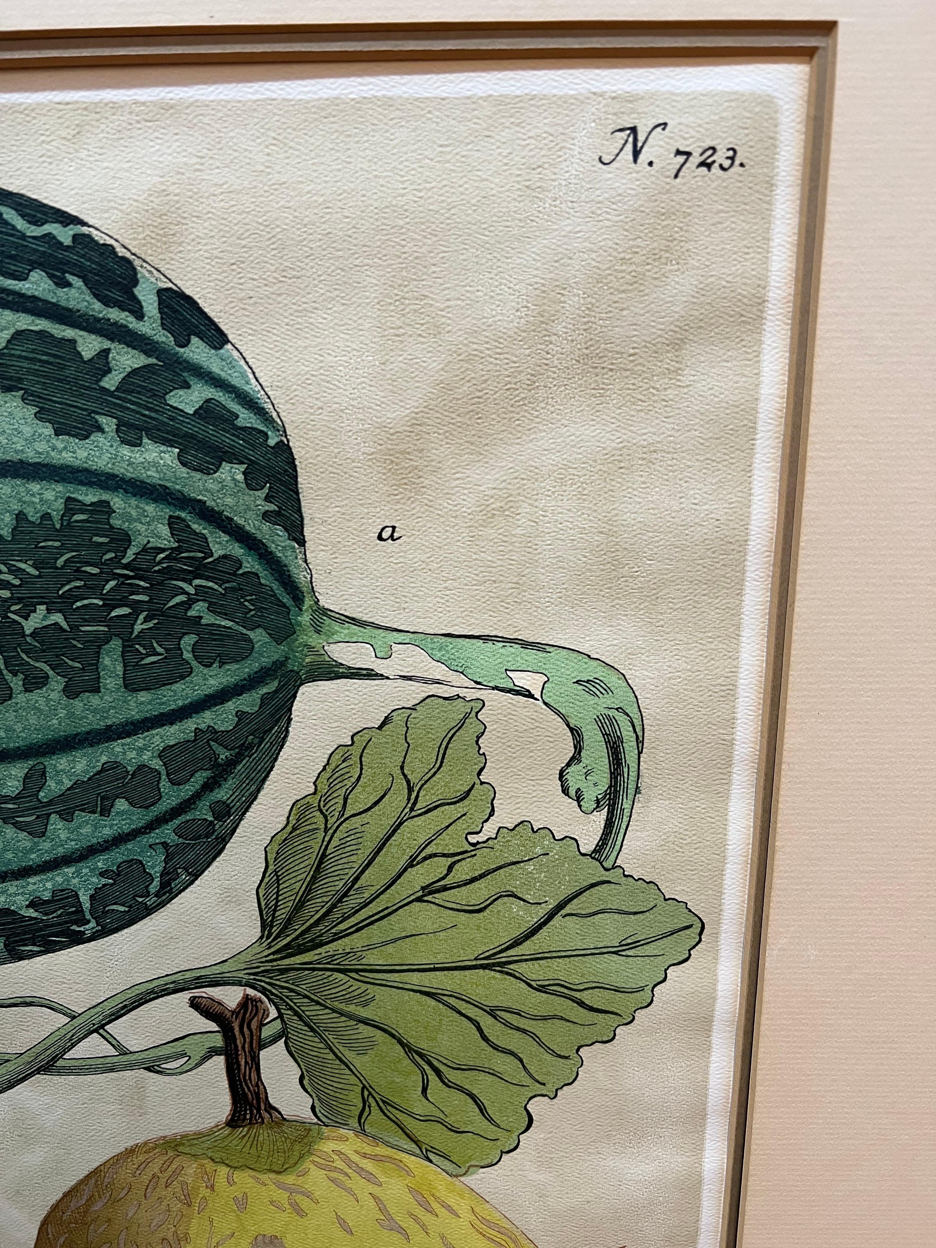 Pair of Large Vintage Botanical Prints of Melons 3
