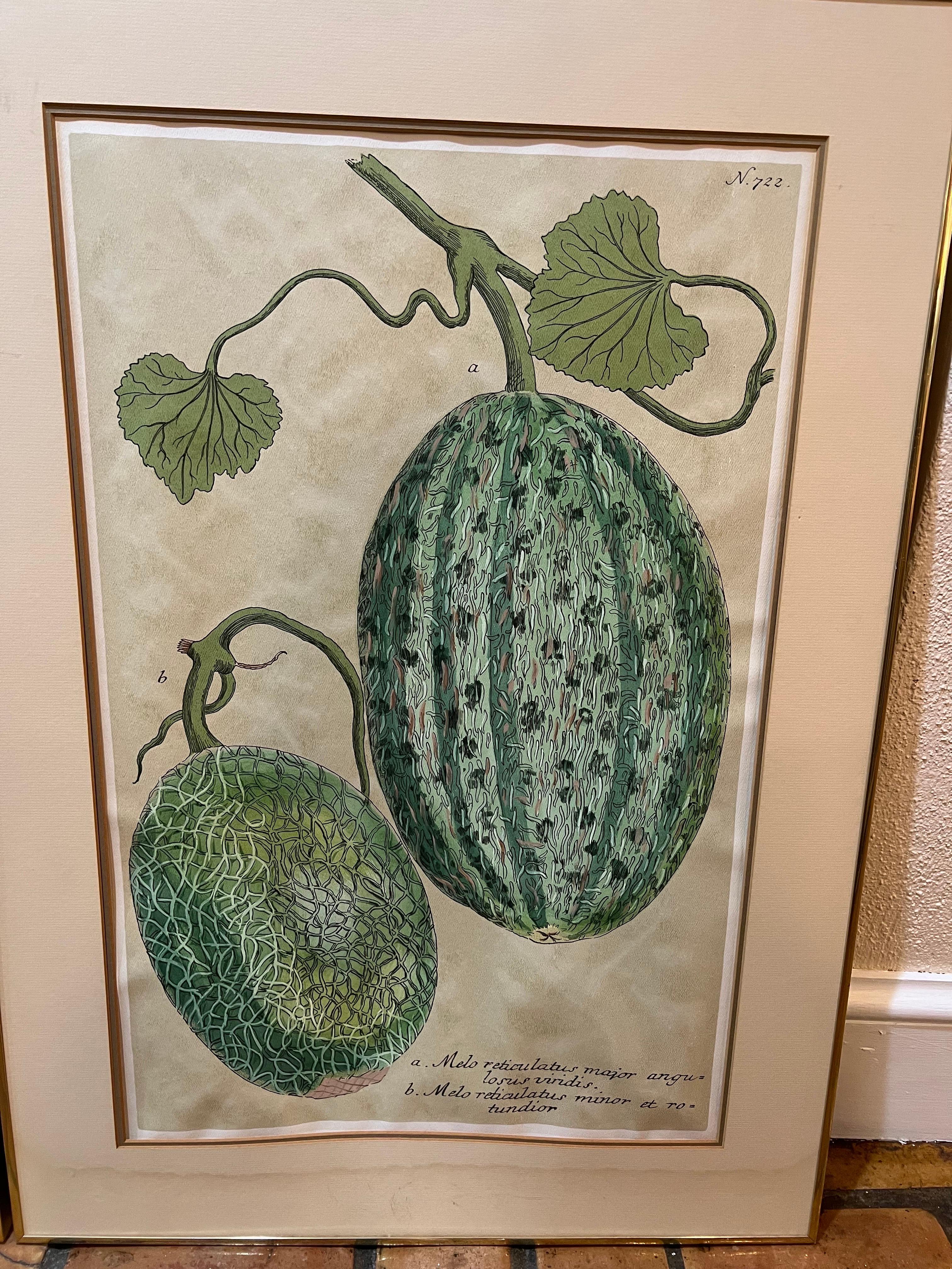 Pair of Large Vintage Botanical Prints of Melons 4