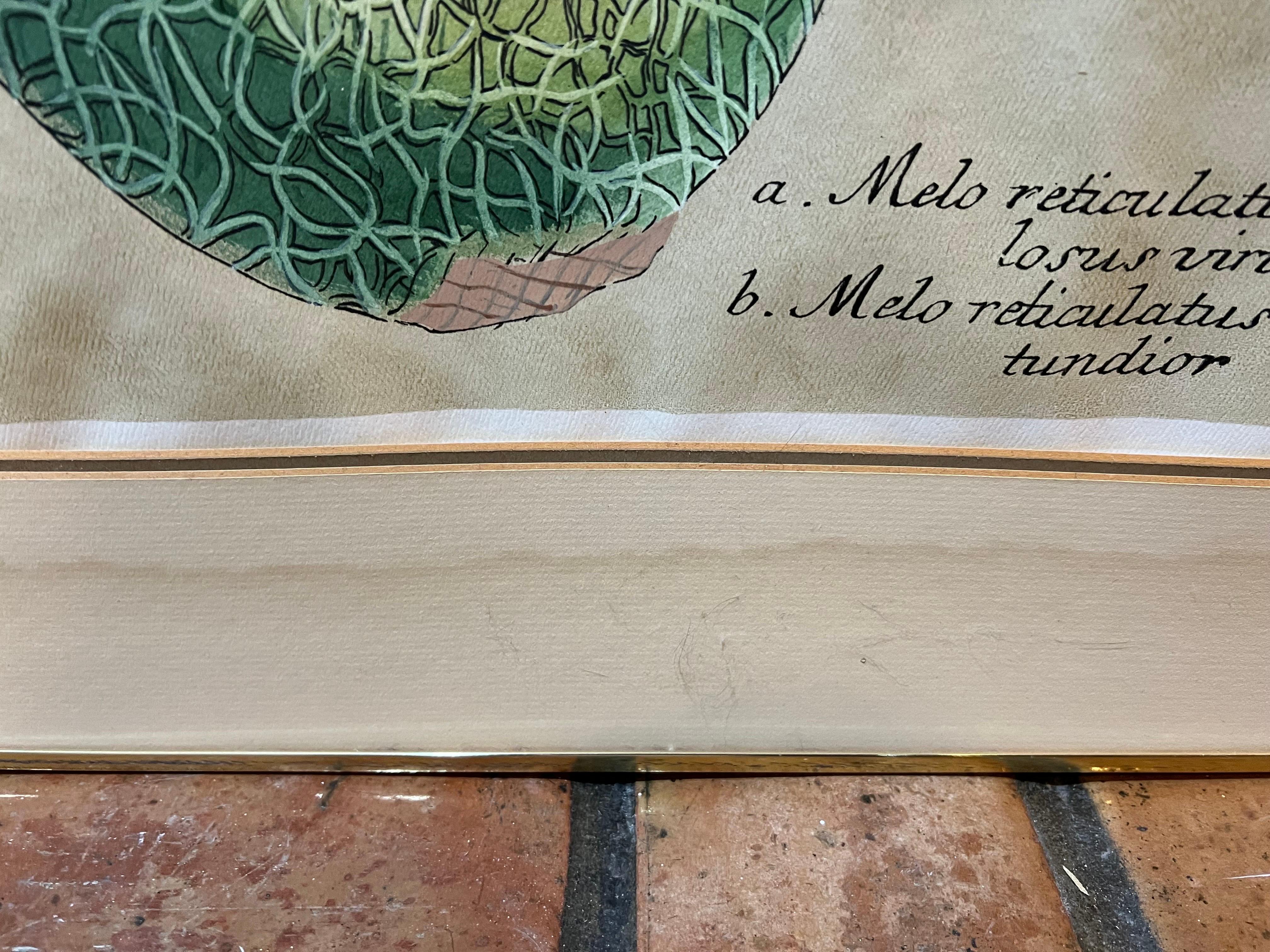Pair of Large Vintage Botanical Prints of Melons 6