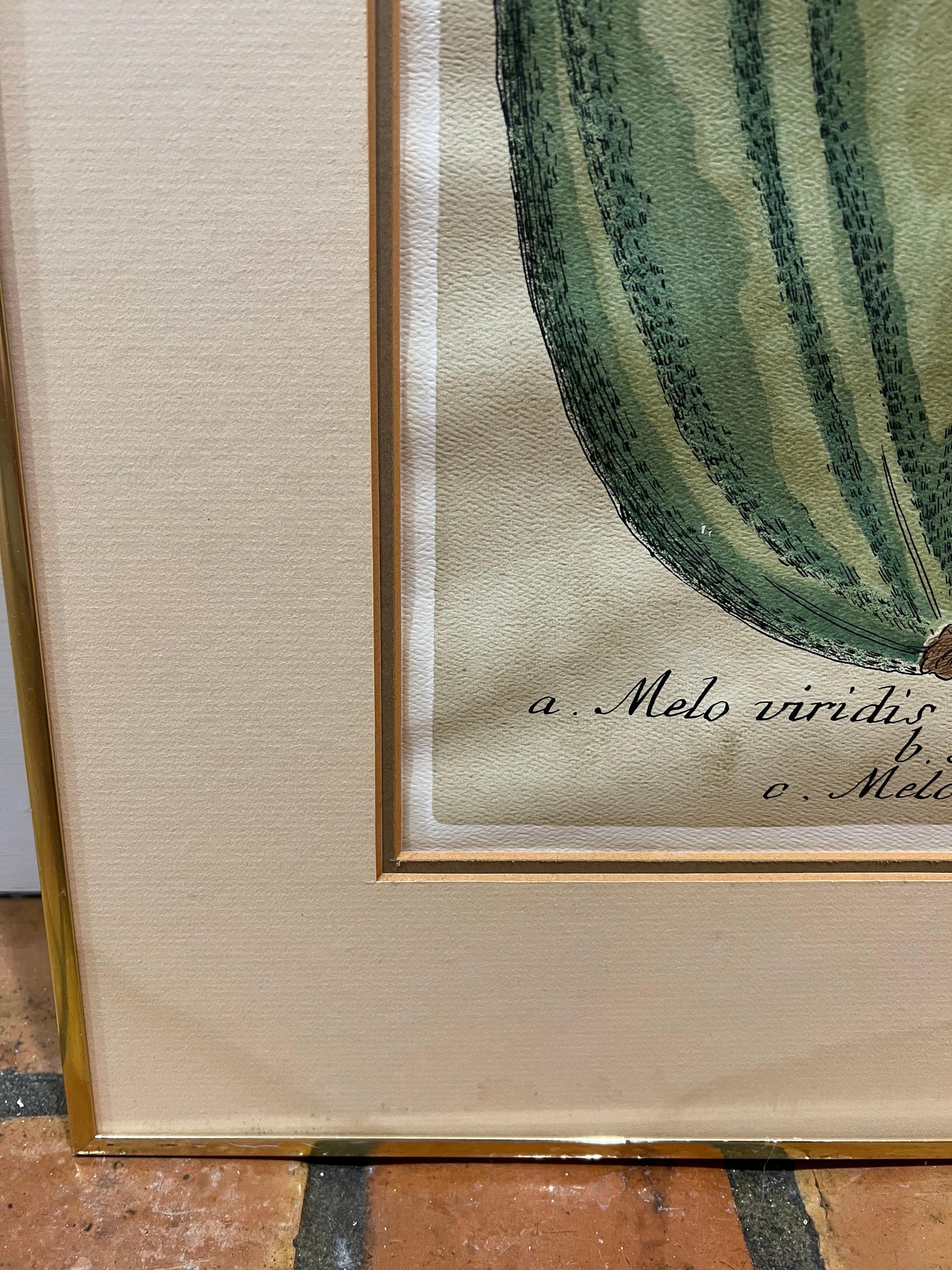 Pair of Large Vintage Botanical Prints of Melons 10