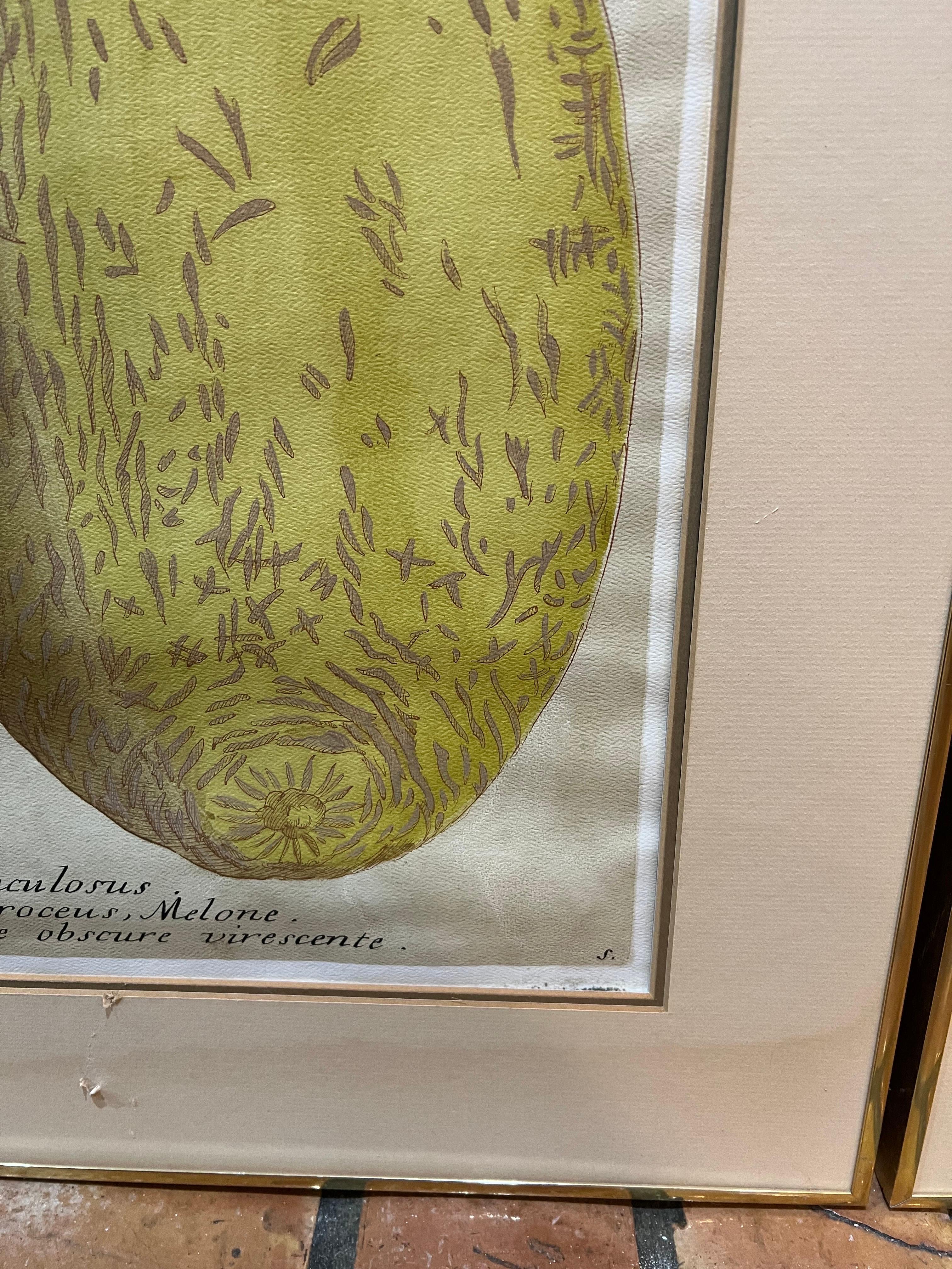 Pair of Large Vintage Botanical Prints of Melons 11