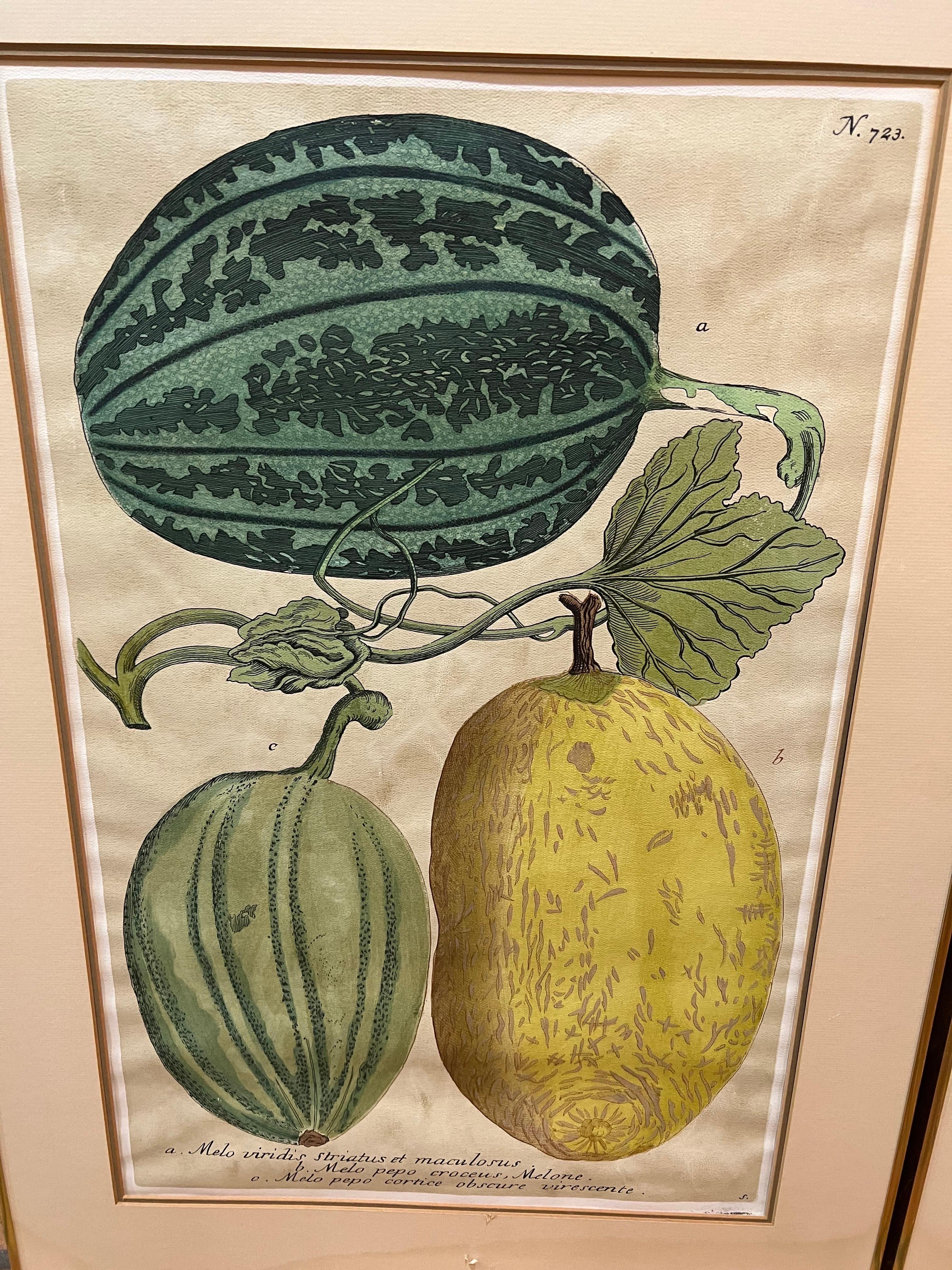Pair of Large Vintage Botanical Prints of Melons In Good Condition In Redding, CT