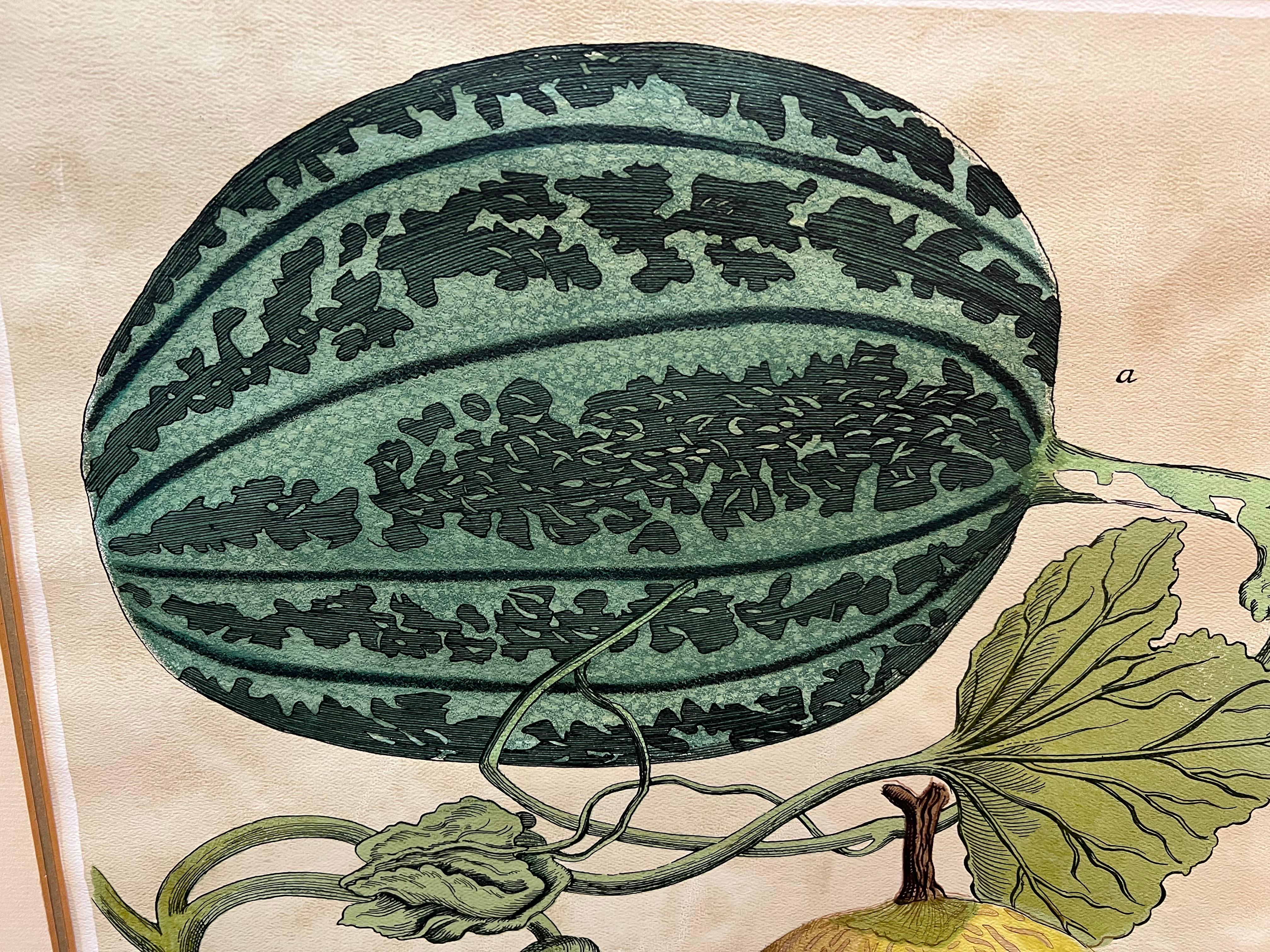 Late 20th Century Pair of Large Vintage Botanical Prints of Melons