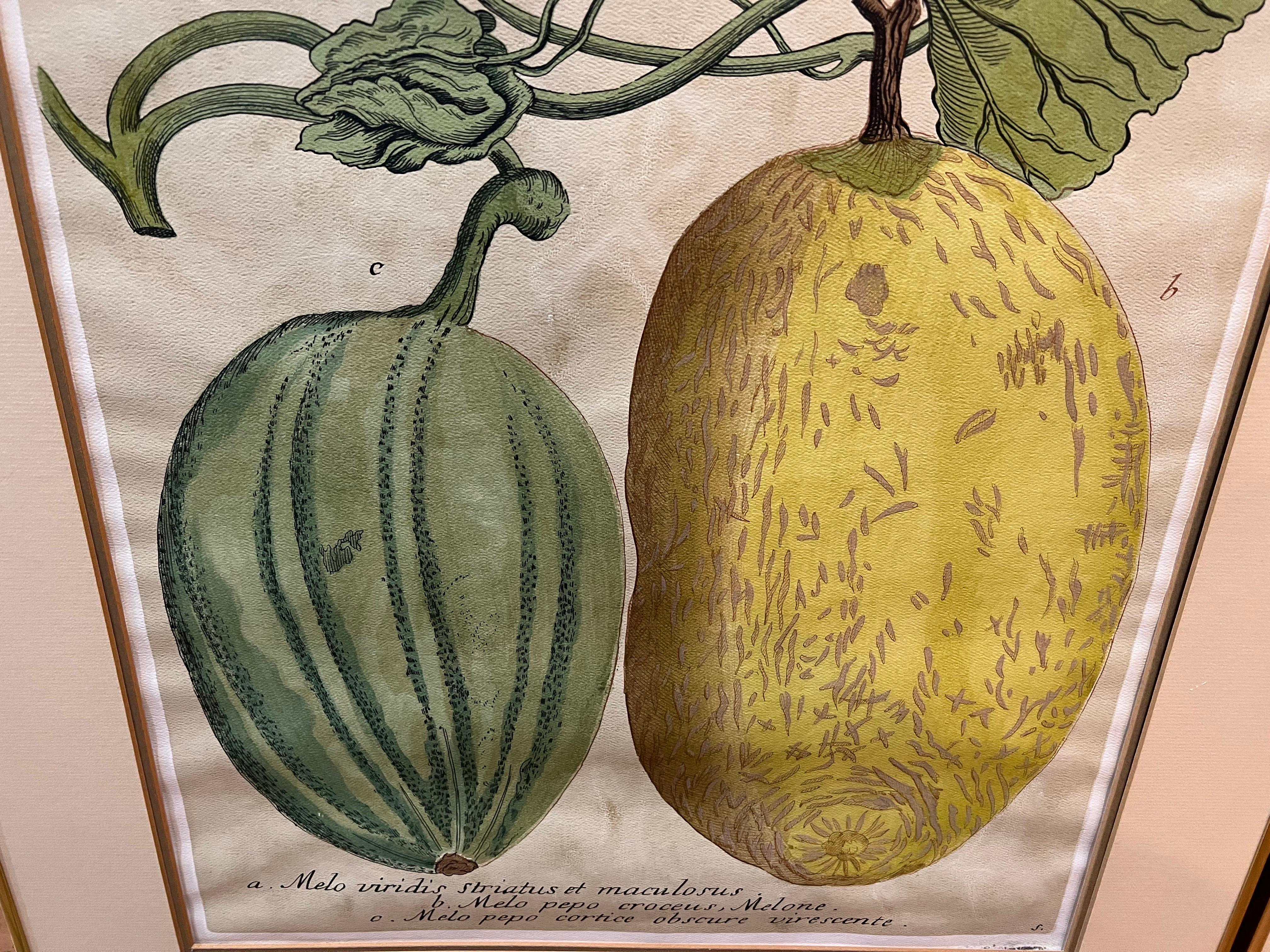 Brass Pair of Large Vintage Botanical Prints of Melons