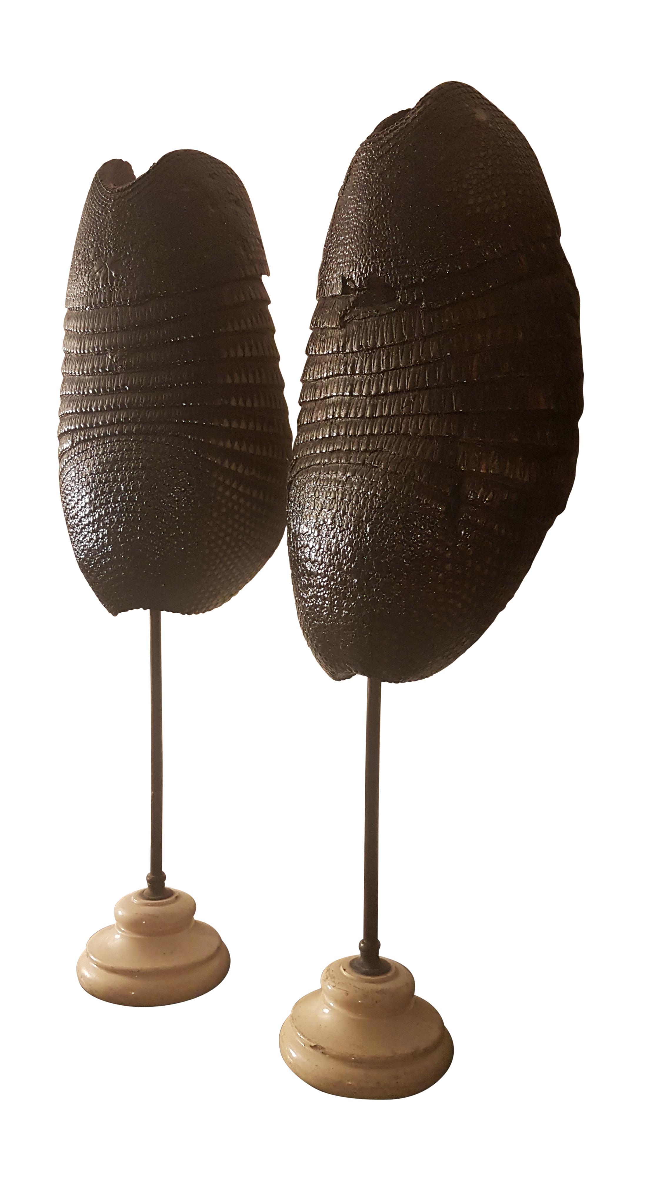 Very nice and decorative pair of late 19th century 9 banded armadillo shells on earlier 19th century porcelain and brass stands. The shells are held in place with a spiked split bar at the back, the shells are in good order although one has had old