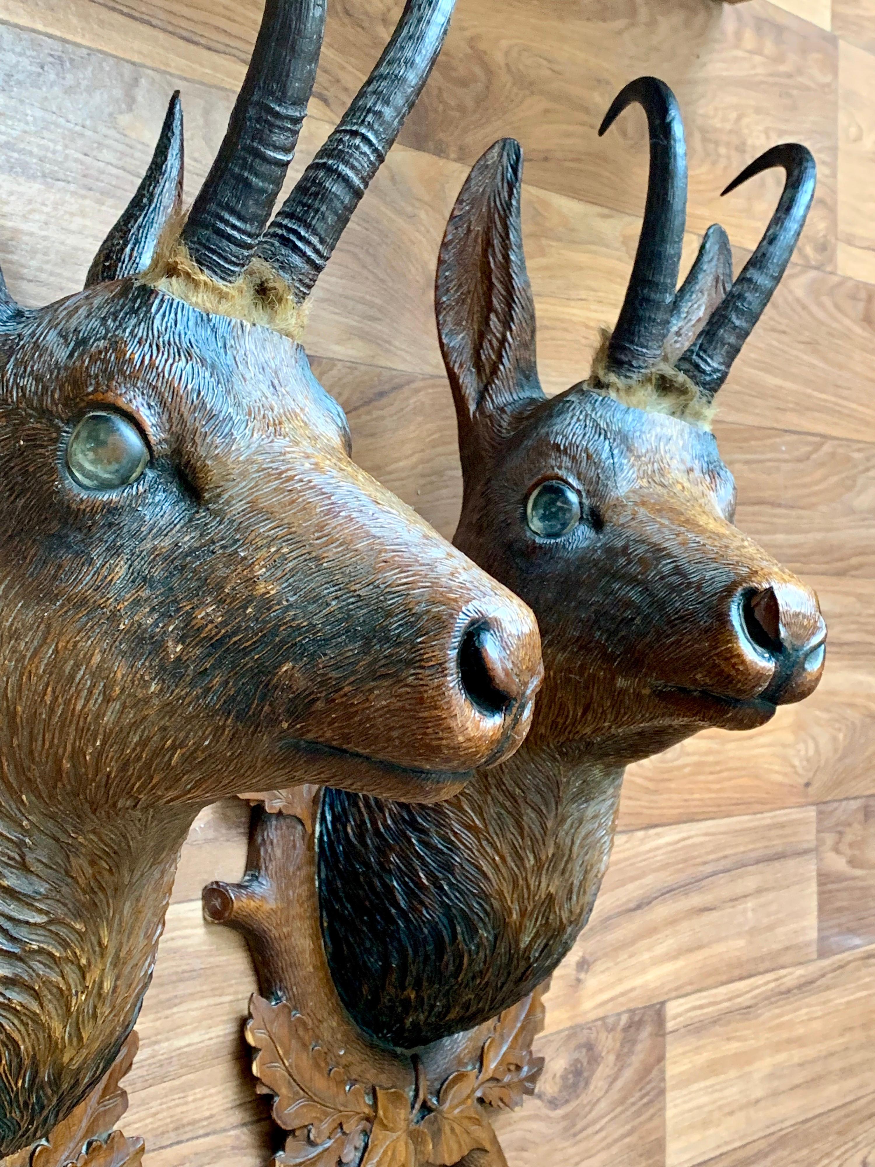 Bavarian hand carved wooden Chamois deer heads, circa 1900. The plaques feature carved oak and Ivy leaves on realistic wooden branches. They feature real Chamois deer horns. The eyes are glass.