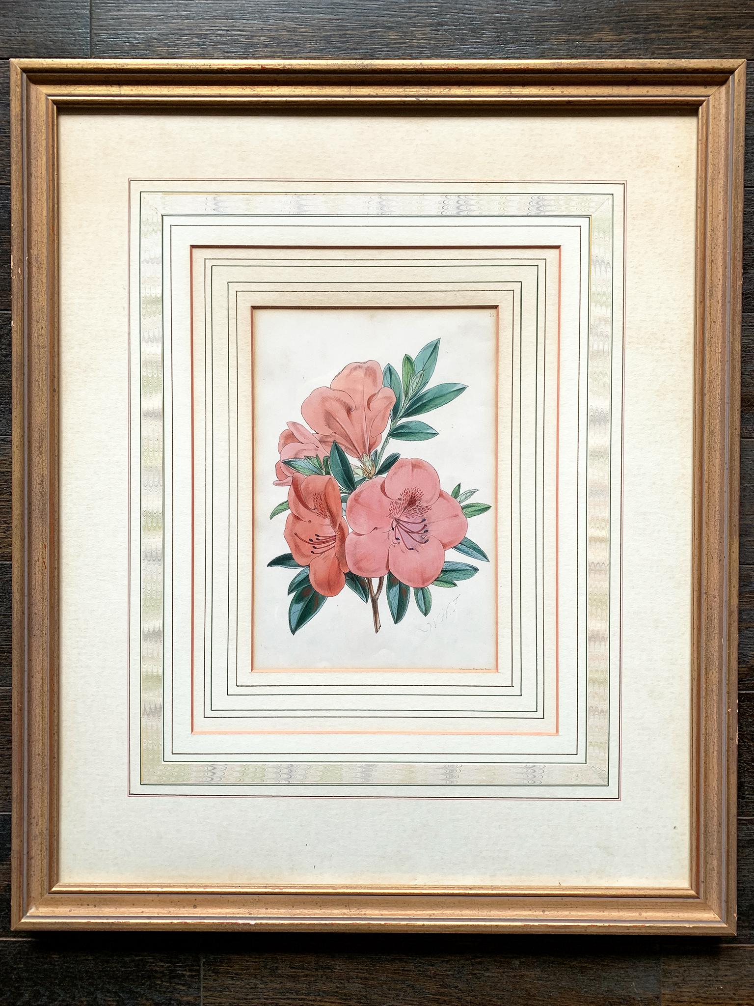 A pair of Late 19th Century botanical lithographs, printed by the British firm Vincent Brooks, Imp. Beautifully hand-colored. The prints come in giltwood frames with French matting and glass.

Frame dimensions:
18 in. width
22 in. height
1 in.