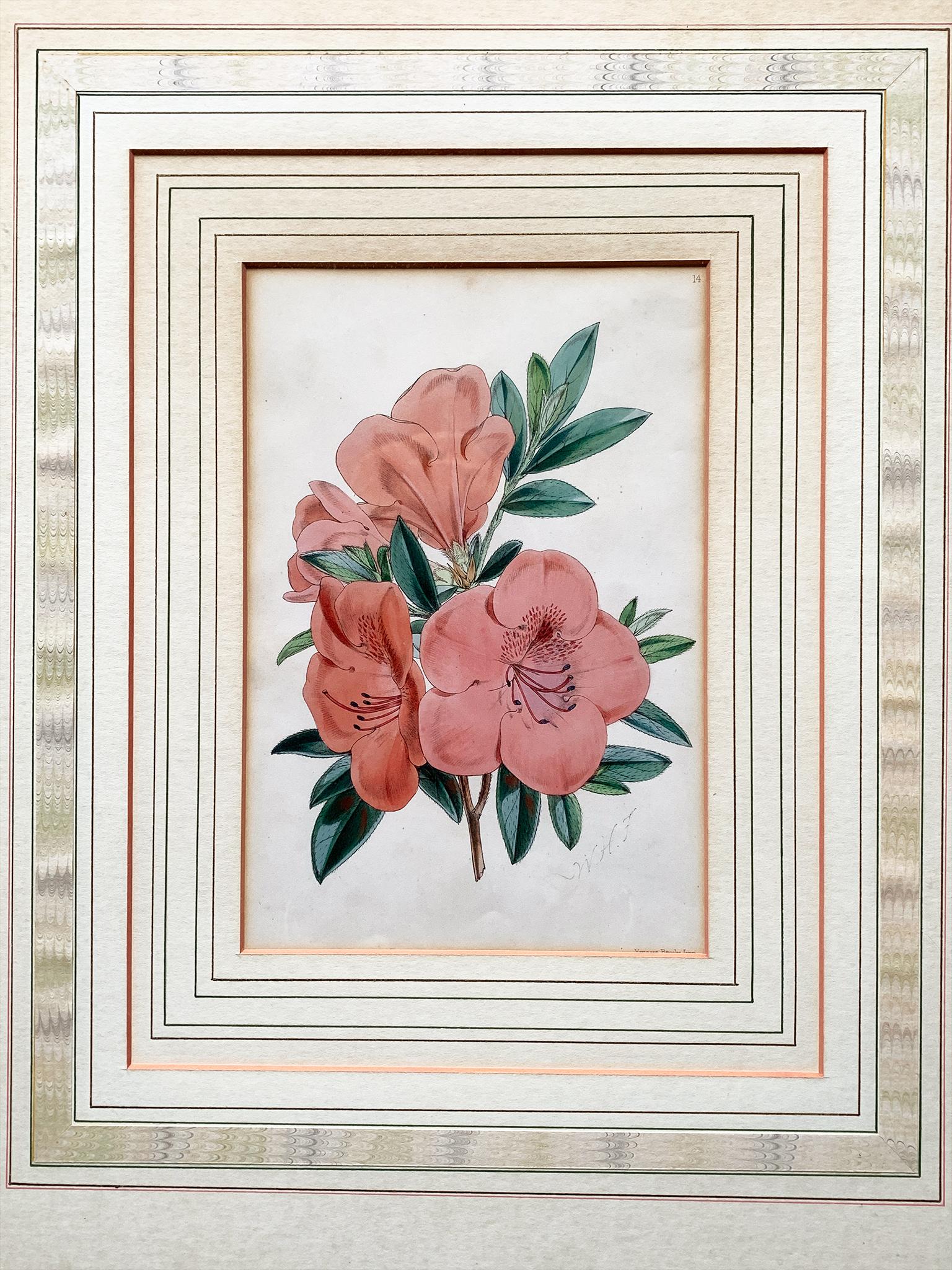 Pair of Late 19th Century Botanical Lithographs In Good Condition For Sale In New York, NY